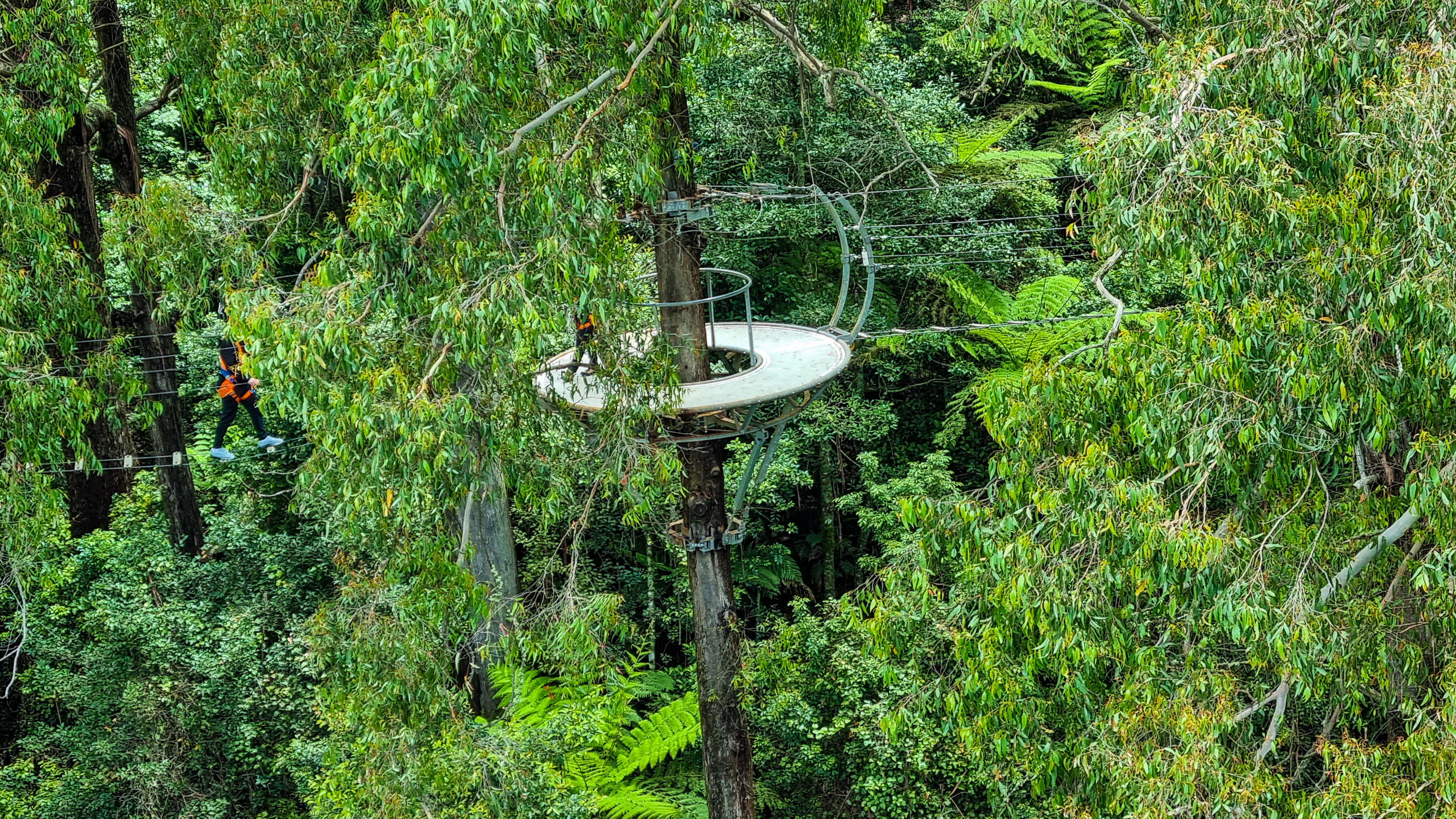 Illawara Fly Zipline Tour