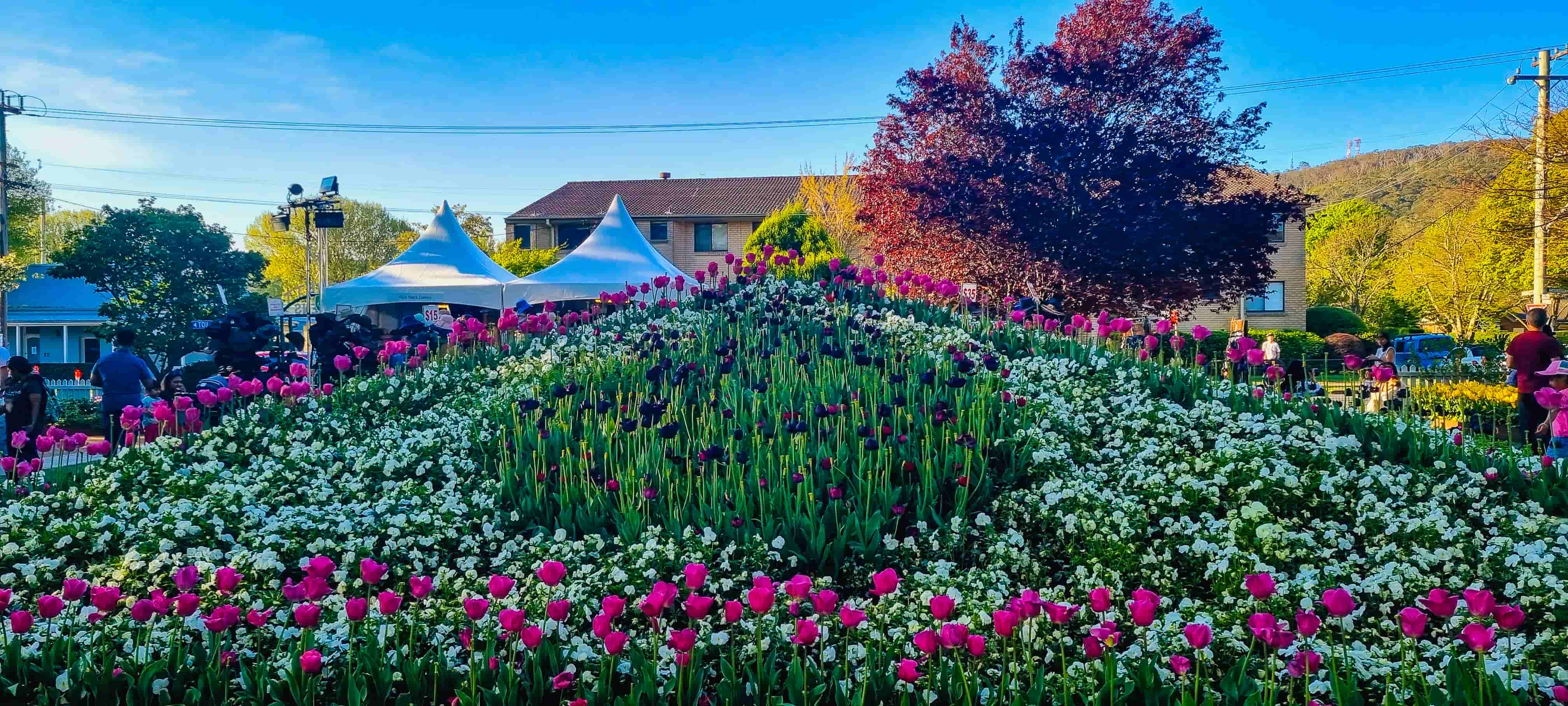 Tulip Time Festival in Bowral