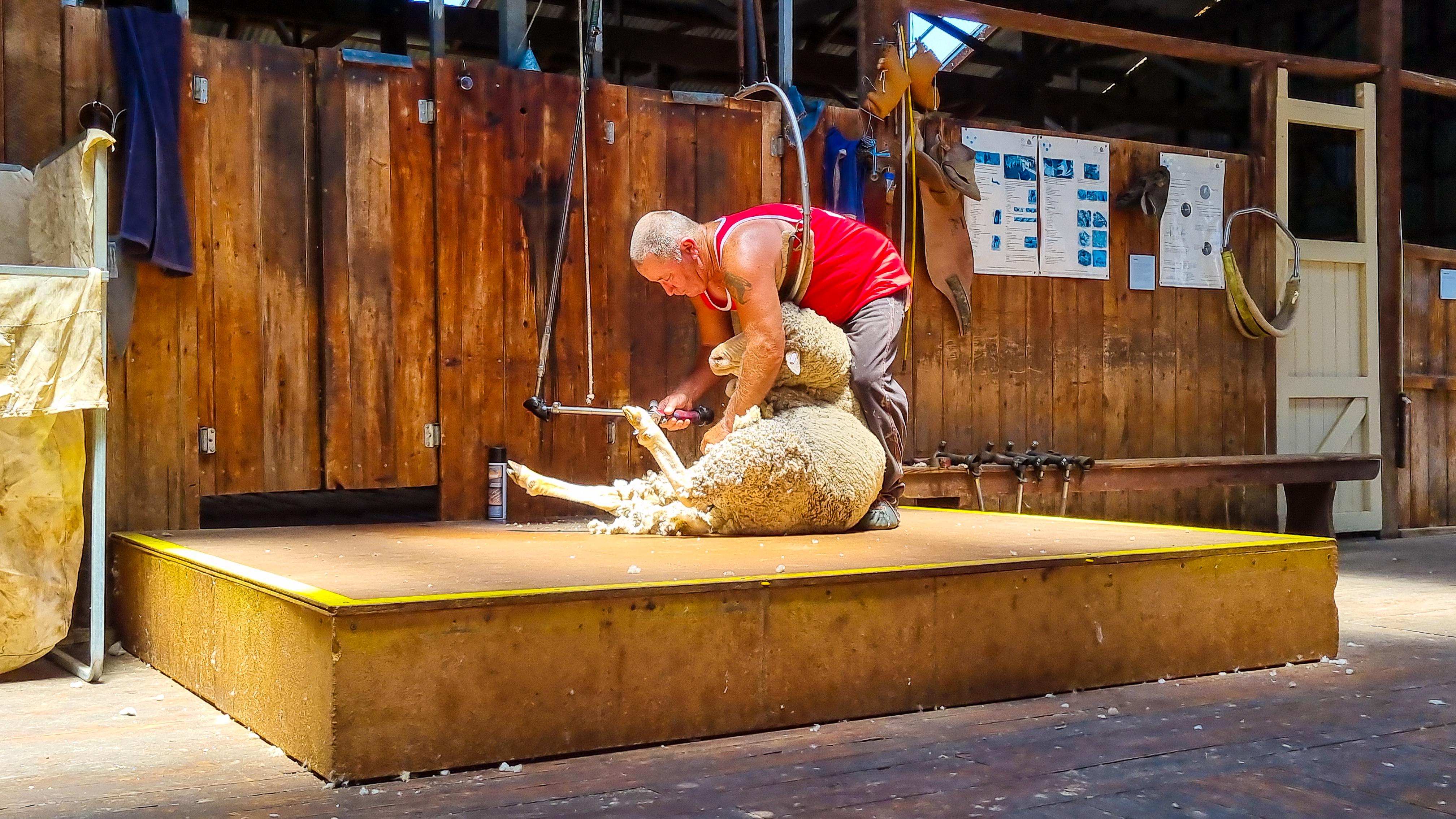 Shearing Demonstration at Shear Outback Museum