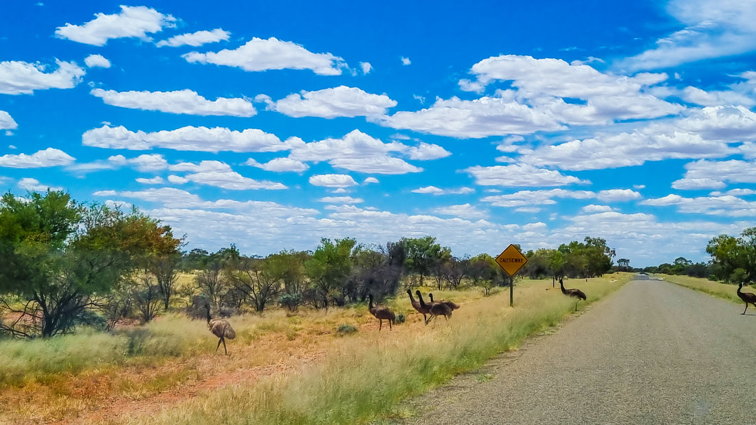 Emus crossing the road