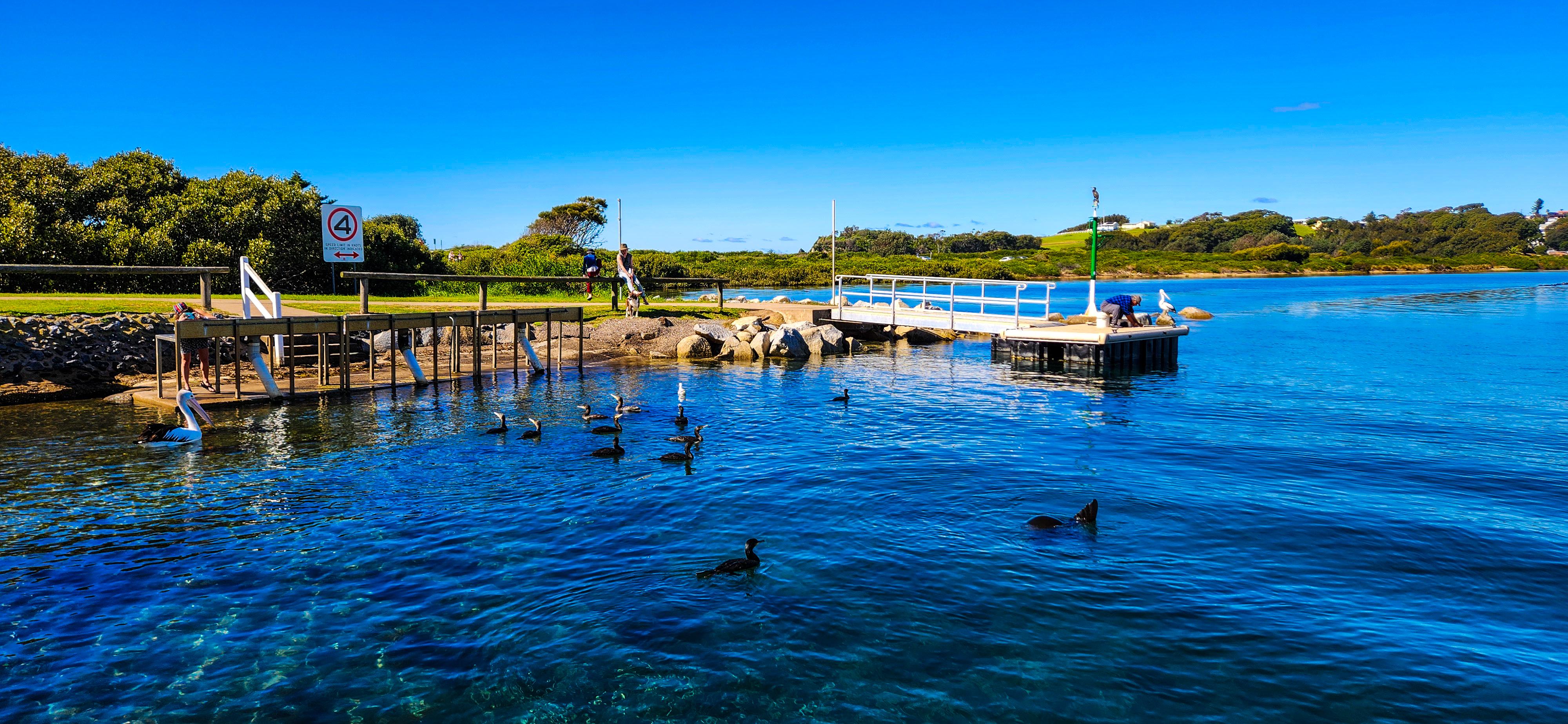Marine life viewing along Mill Bay Boardwalk