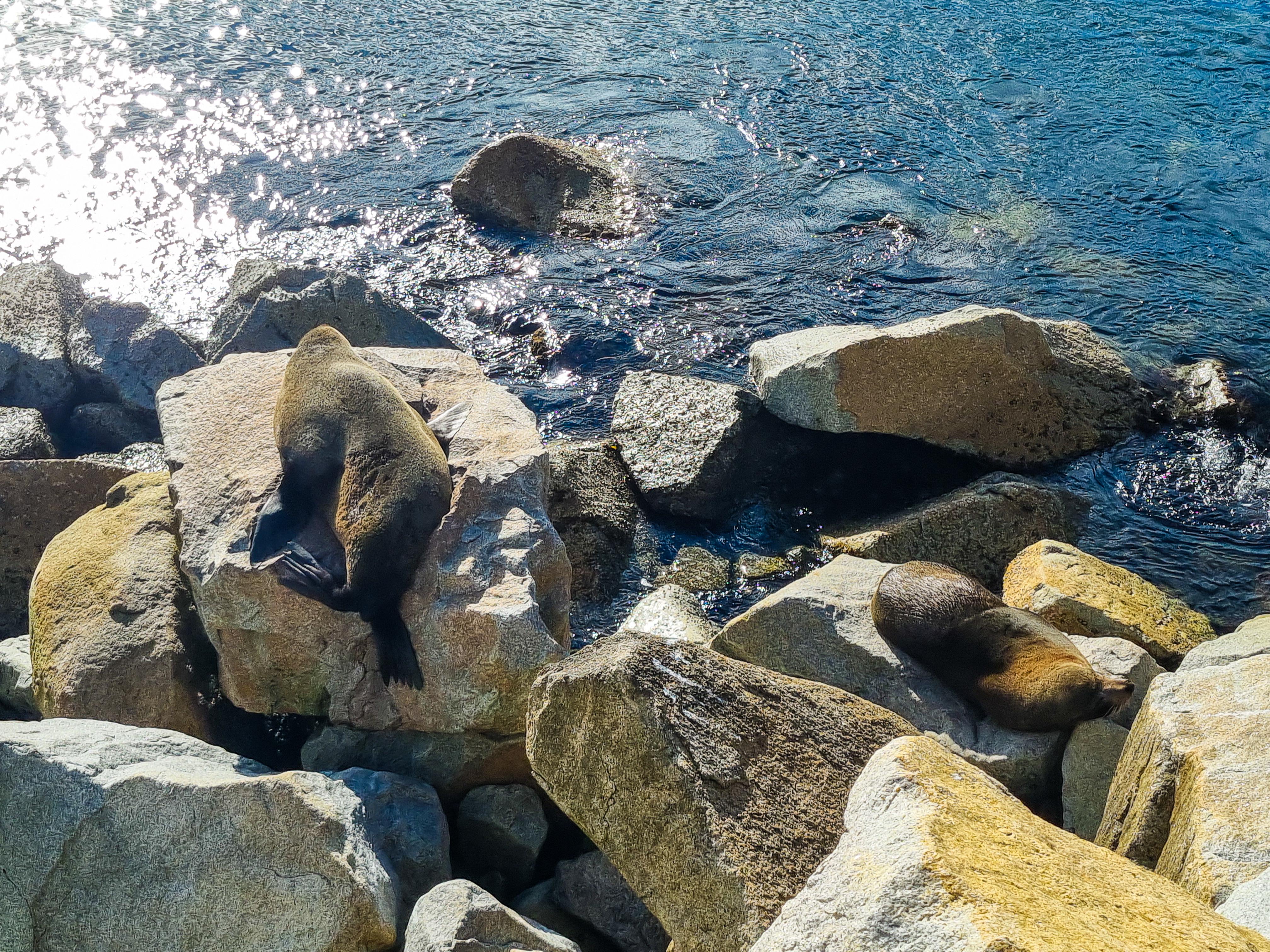 Australian and New Zealand Fur Seals sunbathing at Seal Rocks in Narooma