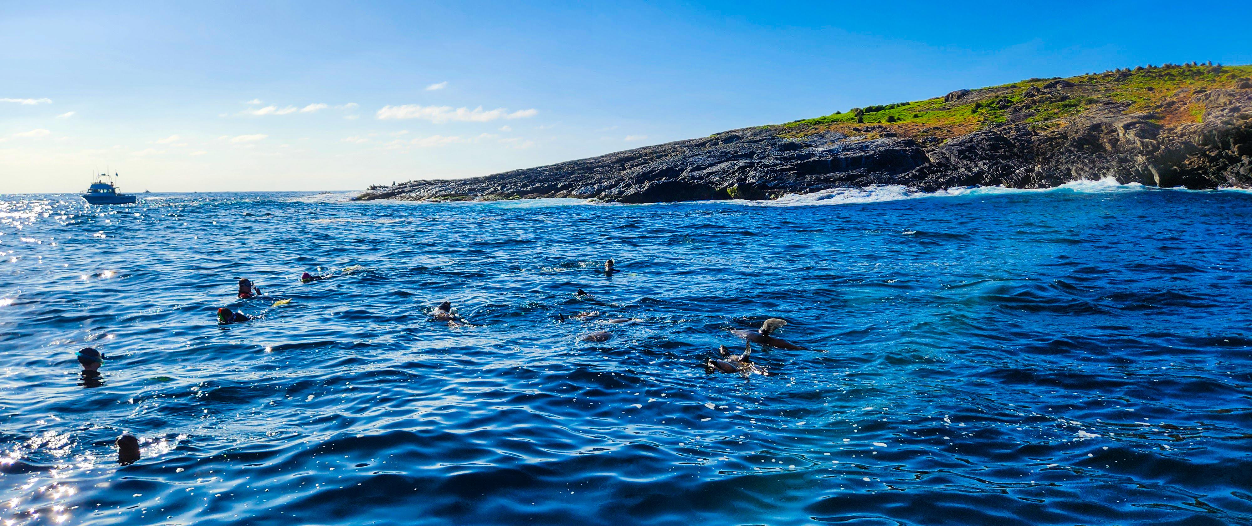 Snorkelling and Diving with Seals at Montague Island near Narooma