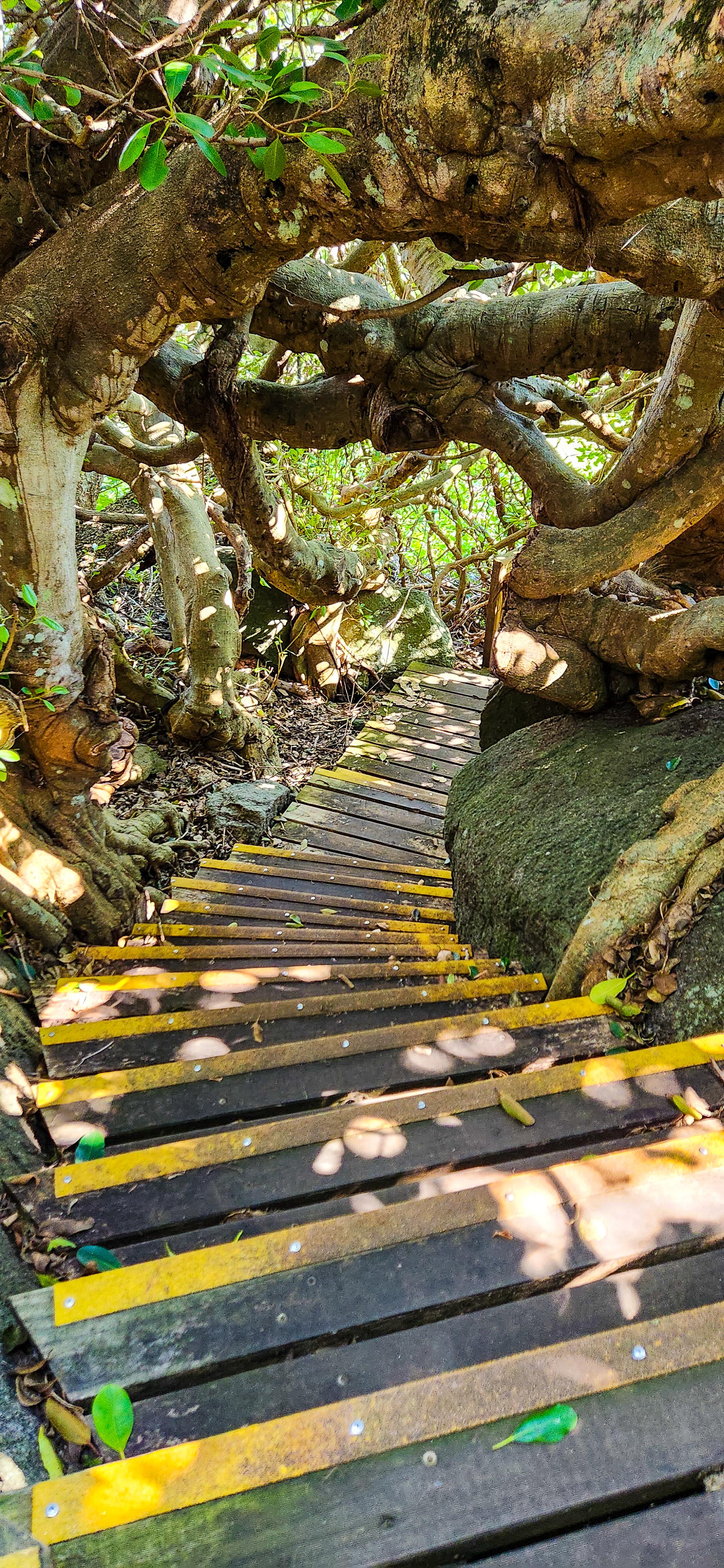 Stairs along Bellbrook Farm Loop Trail
