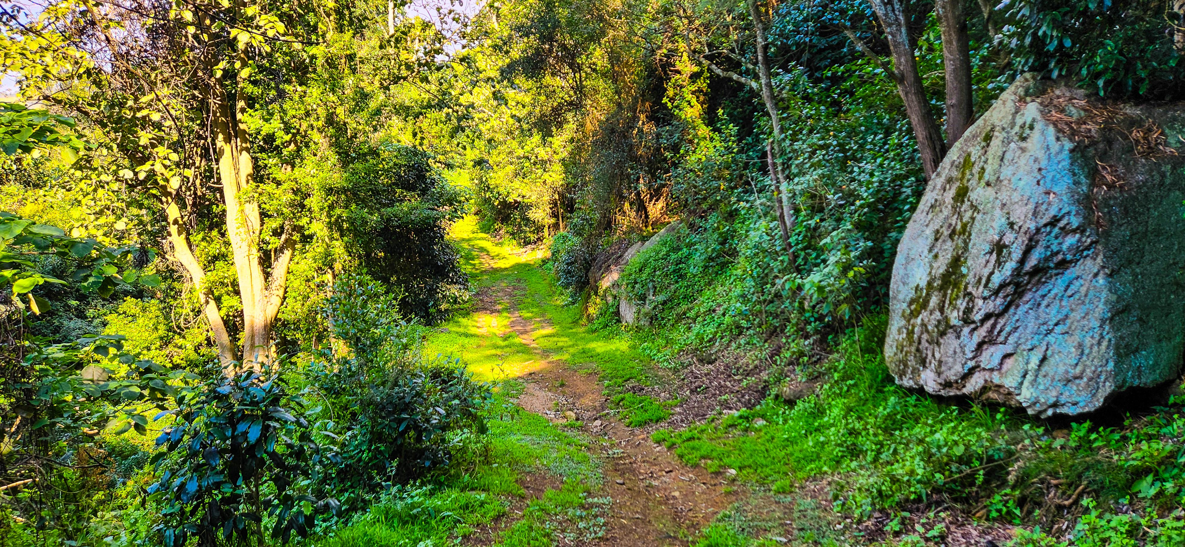 Bellbrook Farm Loop Track