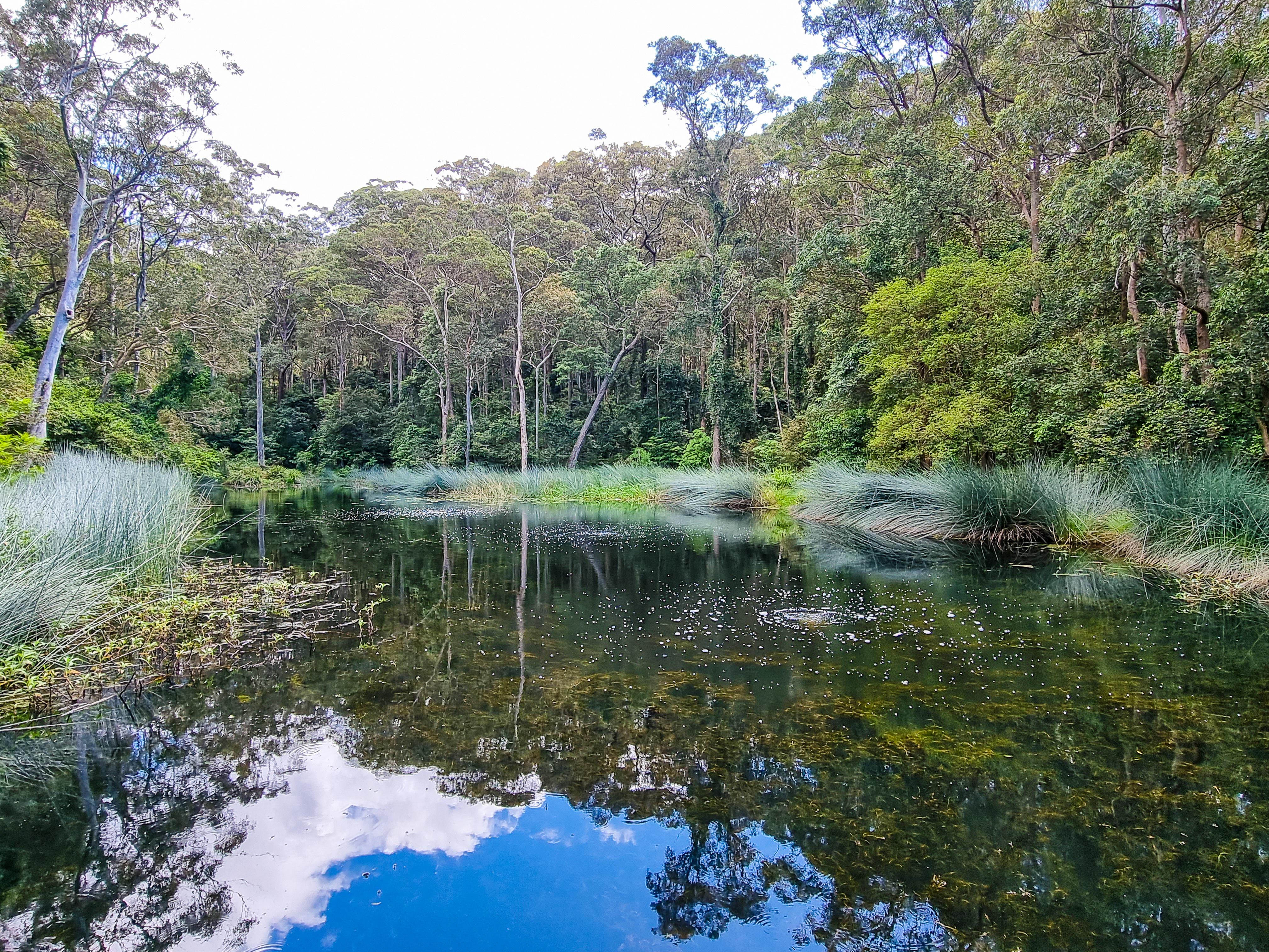 Blackbutt Nature Reserve Lake