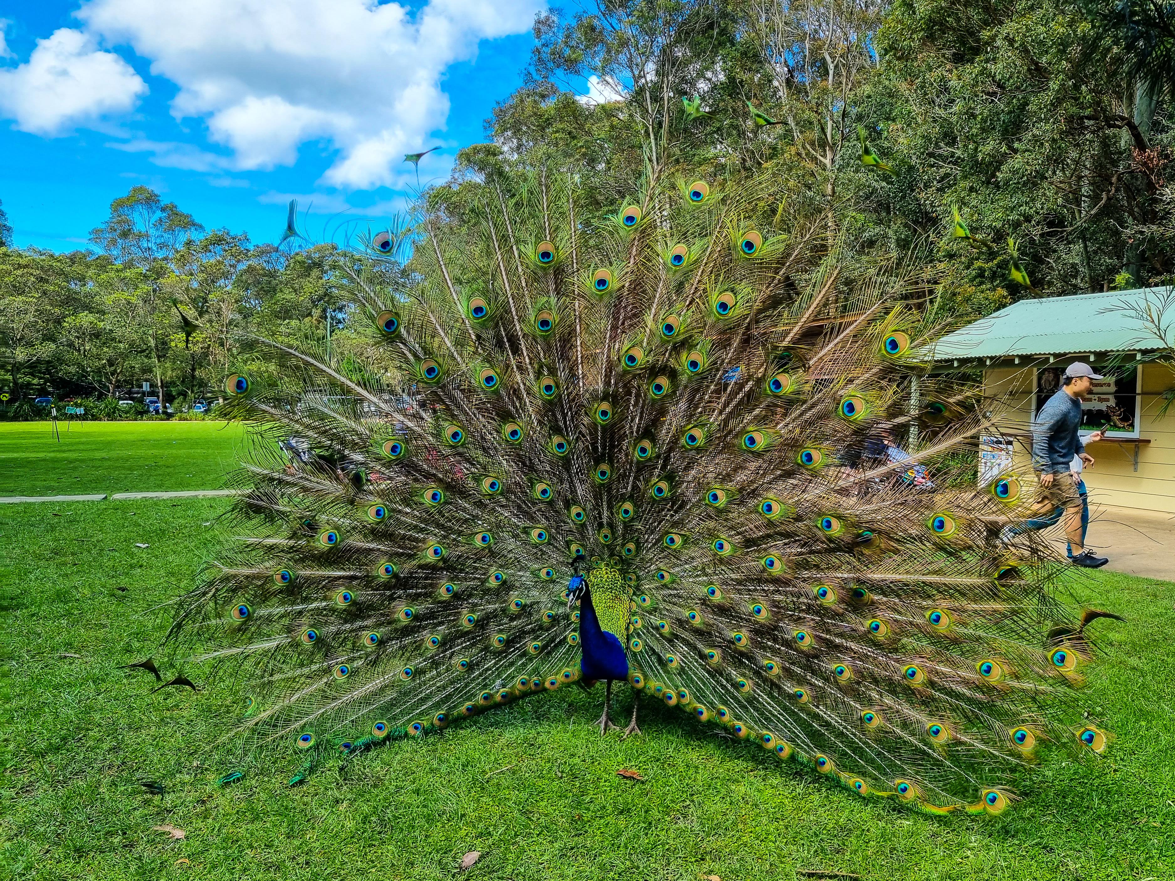Peacock dancing in the Blackbutt Nature Reserve