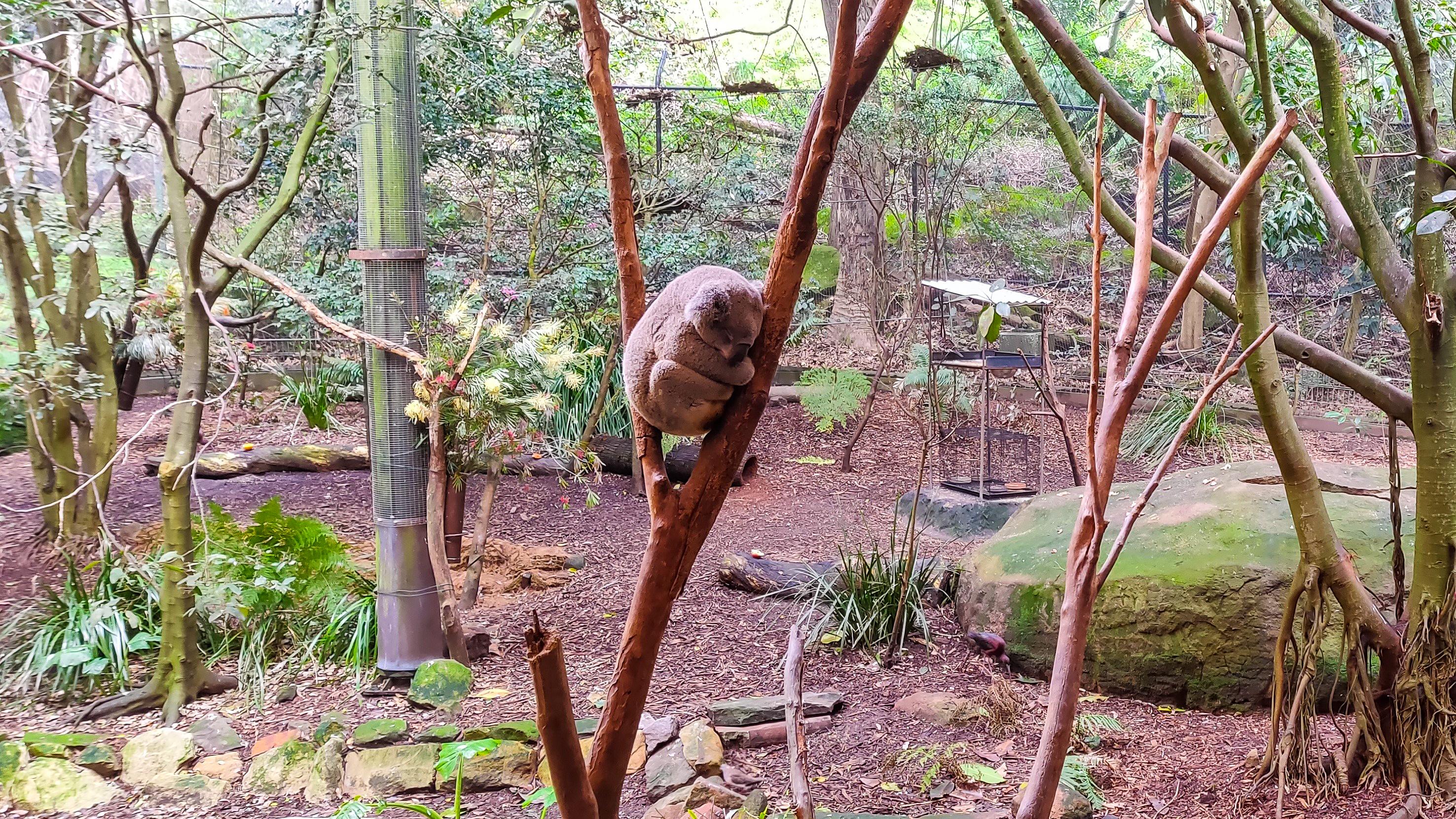 Koala at the Blackbutt Nature Reserve Wildlife Exhibit