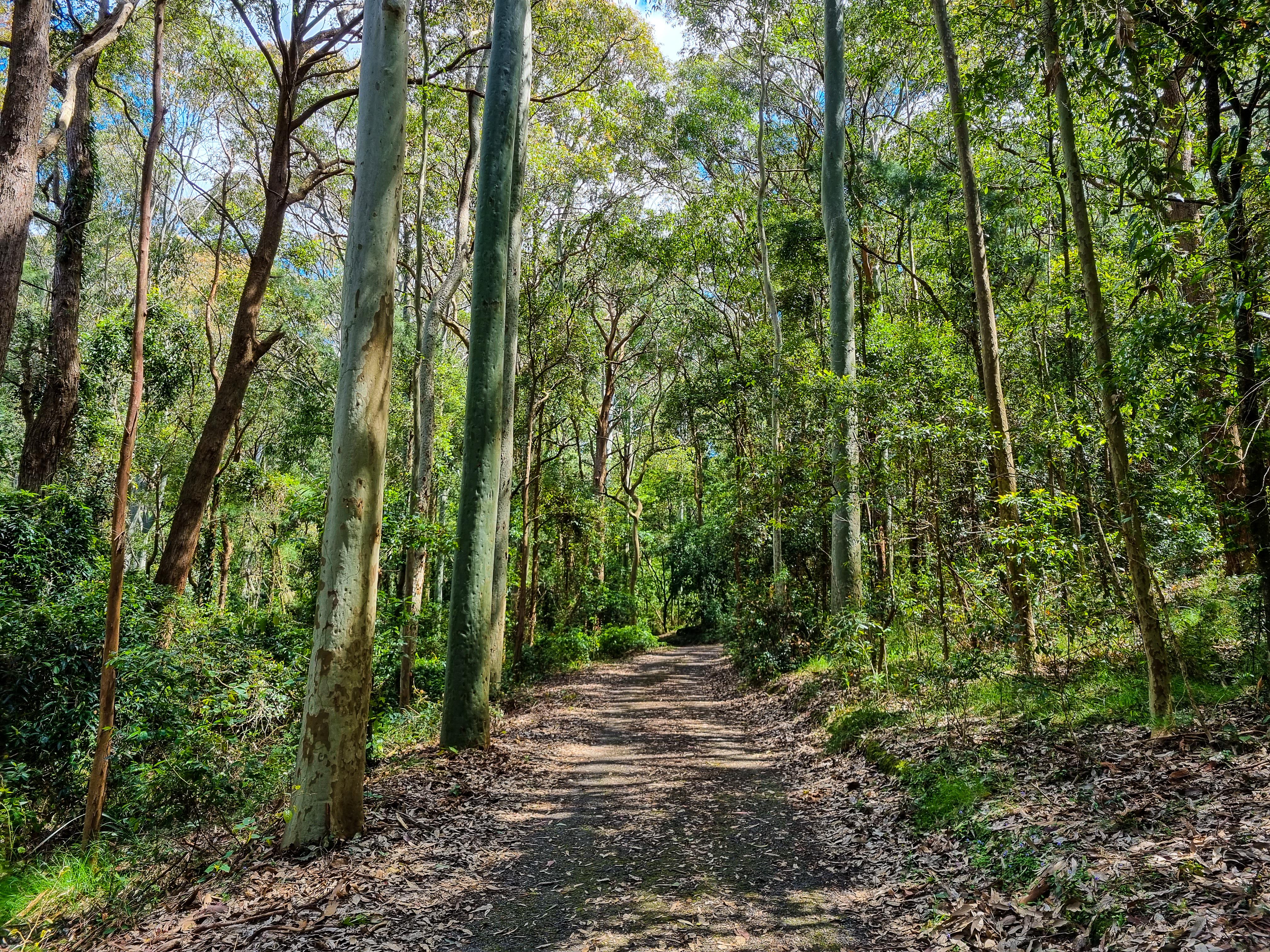 Tall Trees Walk at Blackbutt Nature Reserve