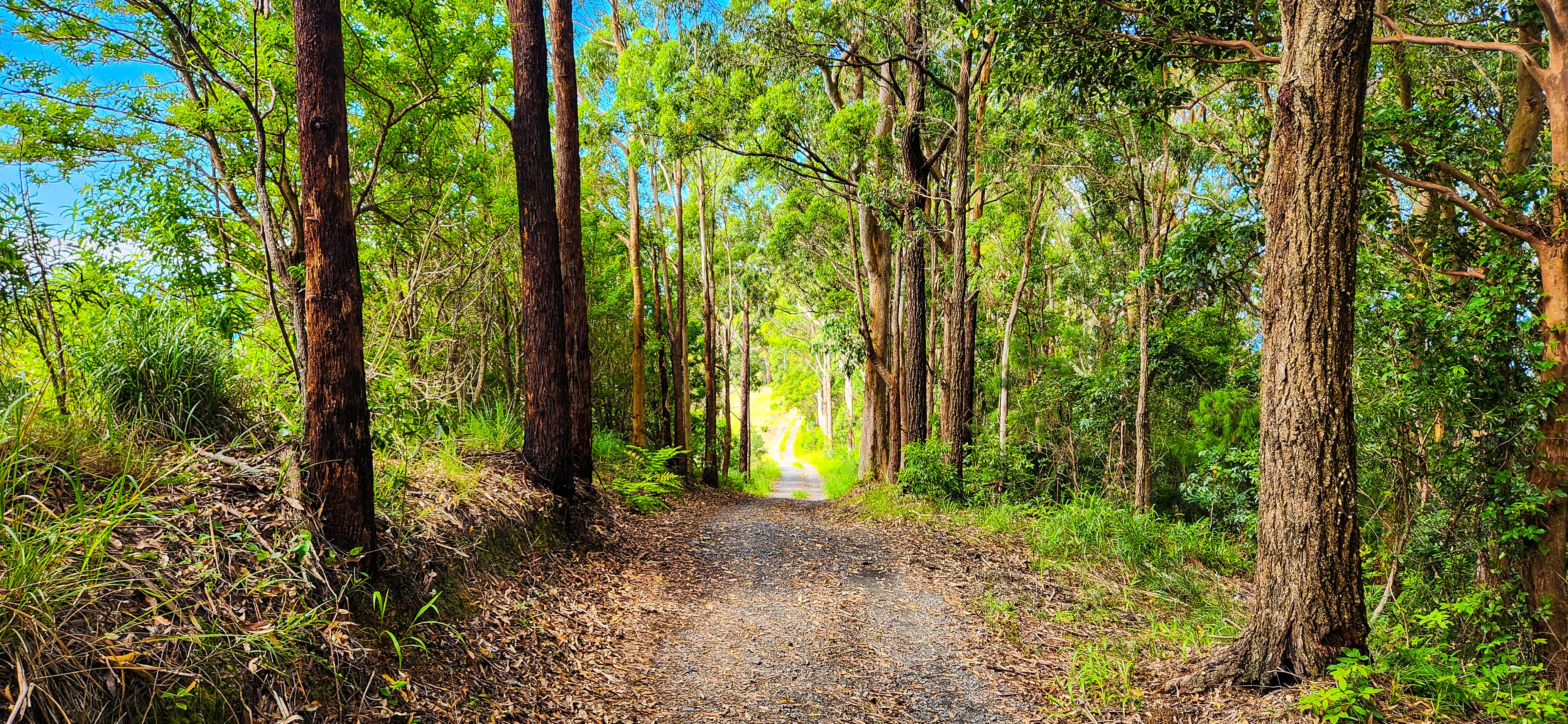 Gumgali Track, Coffs Harbour