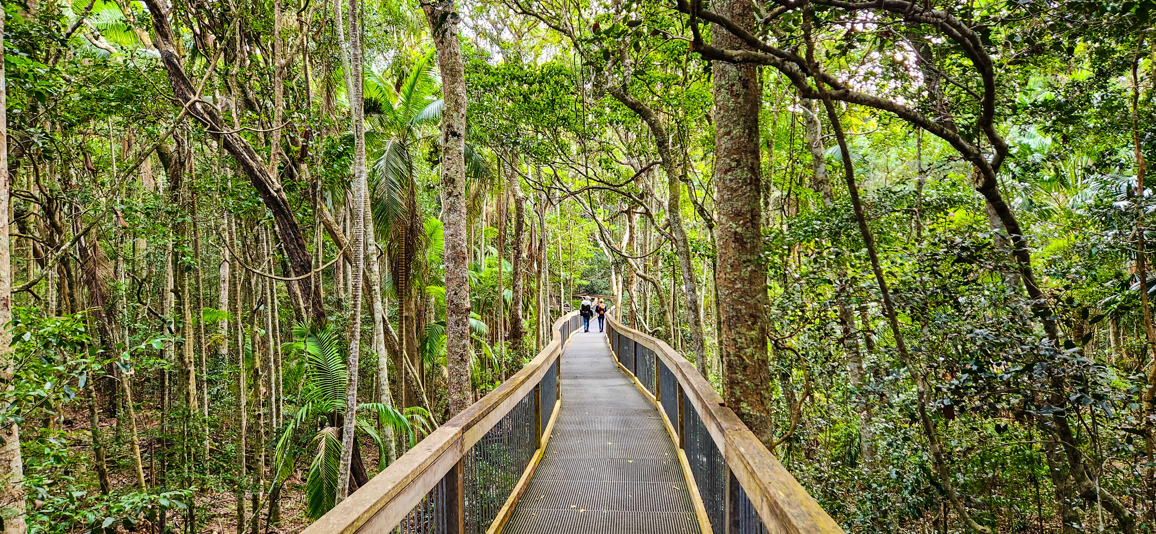 Sea Acres Rainforest Centre Boardwalk