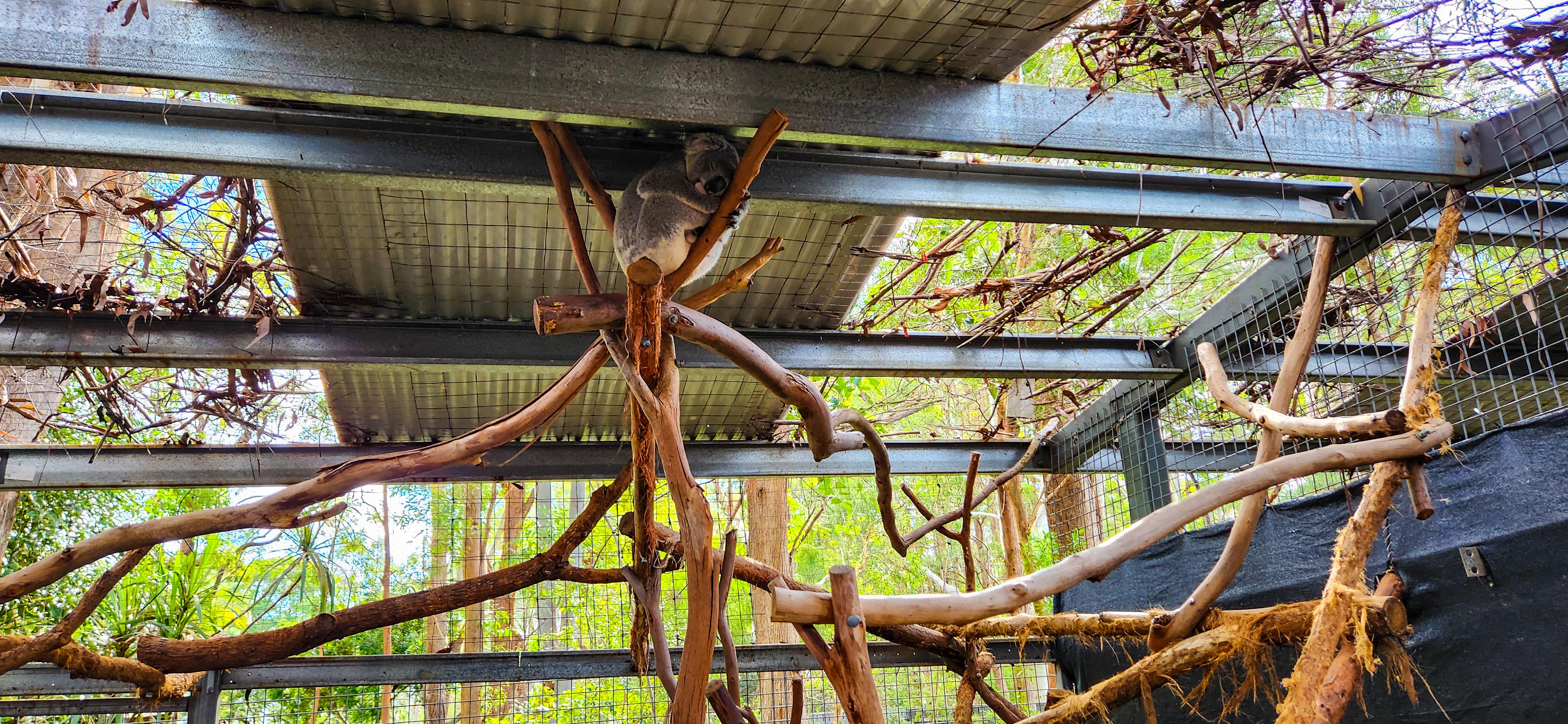 Koala Hospital in Port Macquarie