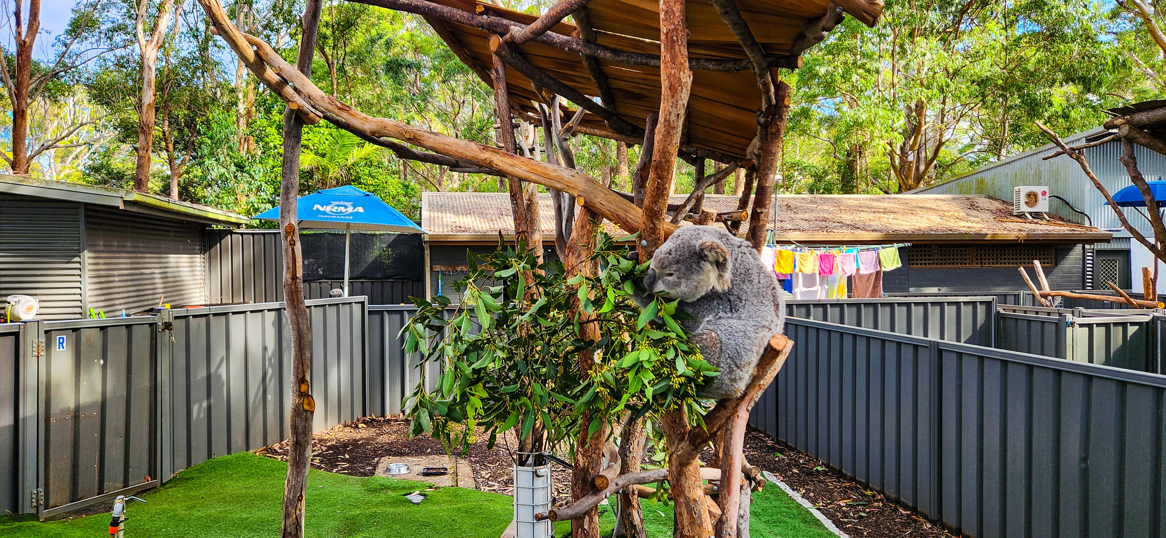 Port Macquarie Koala Hospital