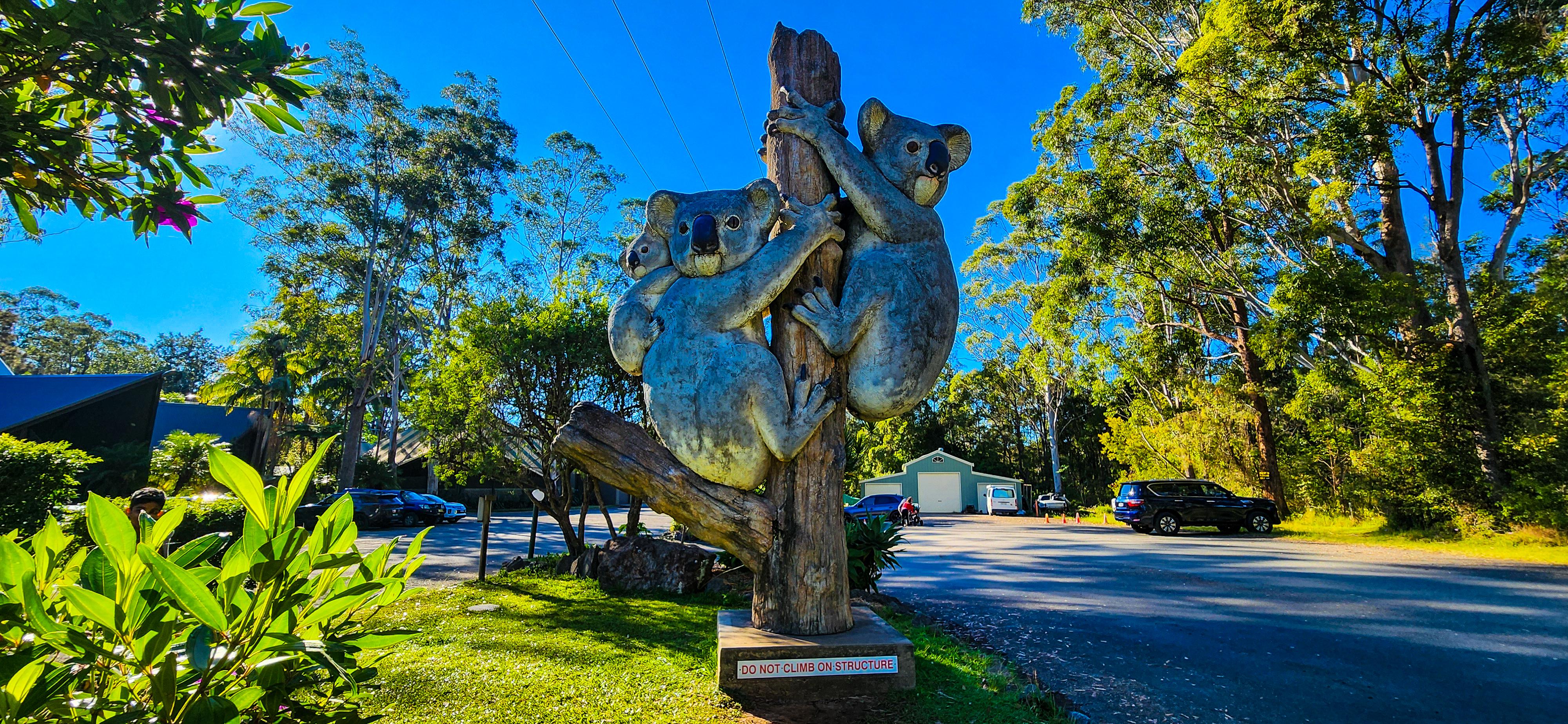 The Big Koala Family outside Billabong Zoo Koala & Wildlife Sanctuary, Port Macquarie