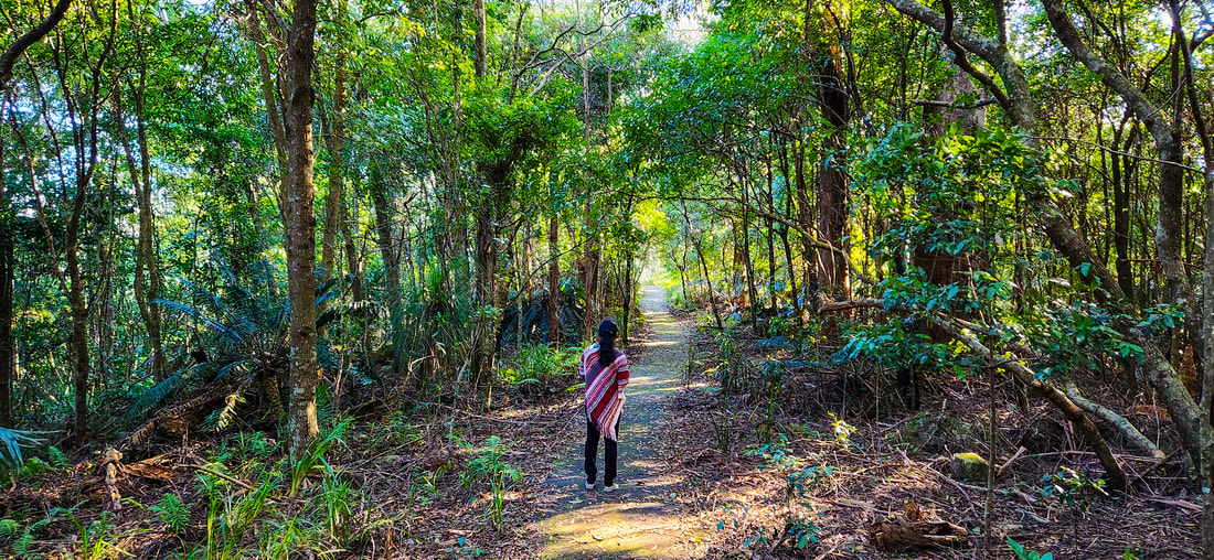 Rainforest Loop Walk, Port Macquarie