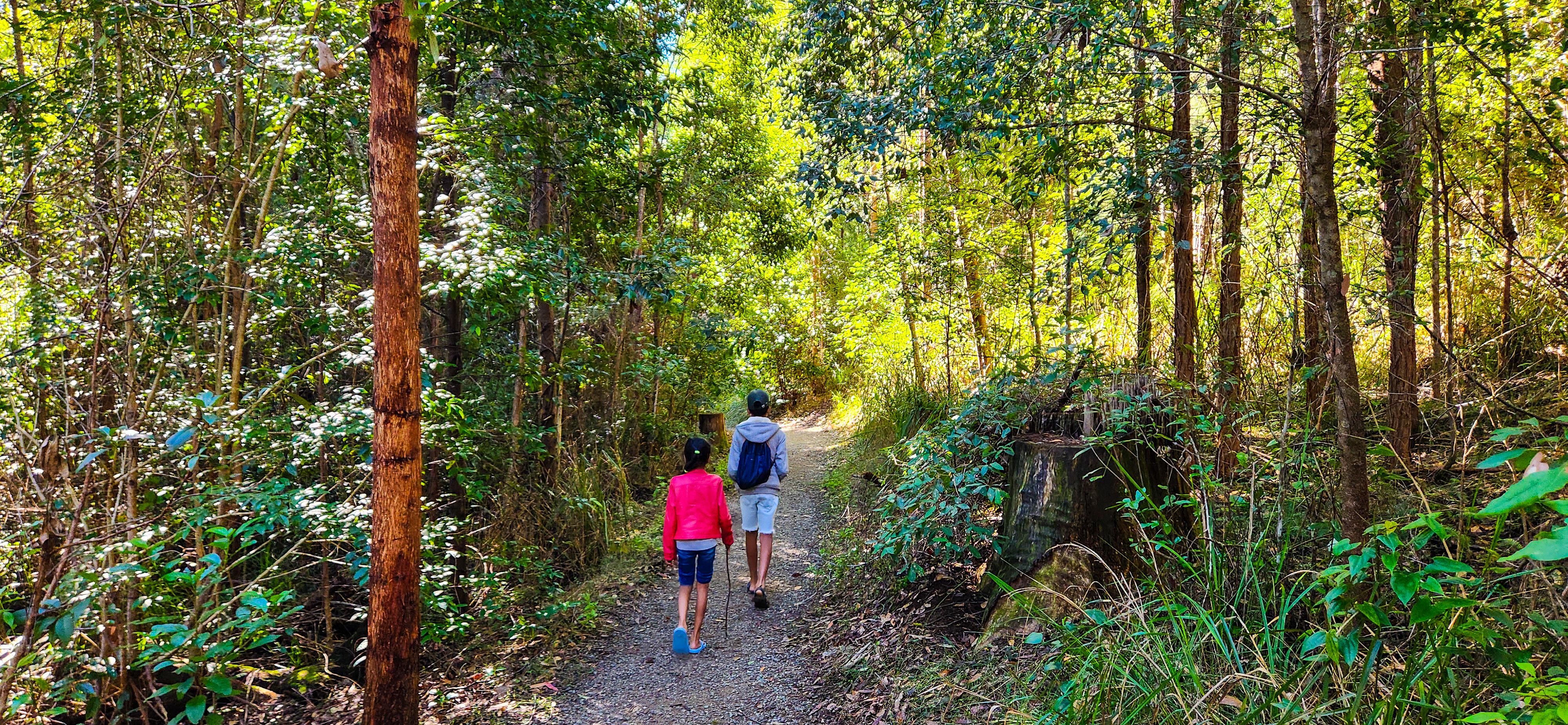 Old Bottlebutt Loop Walk in Burrawan State Forest, Port Macquarie