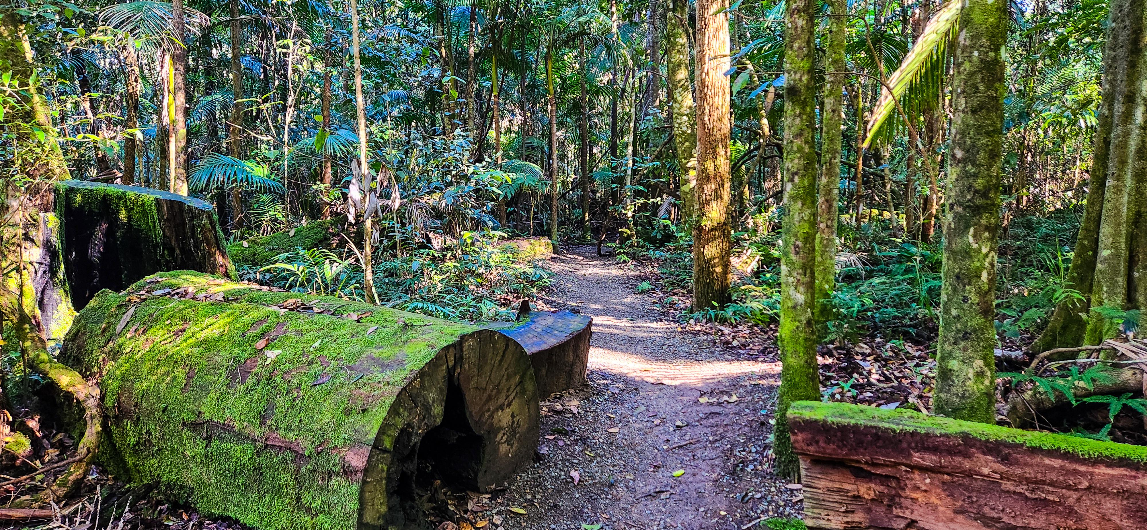 Old Bottlebutt Loop Walk, Port Macquarie