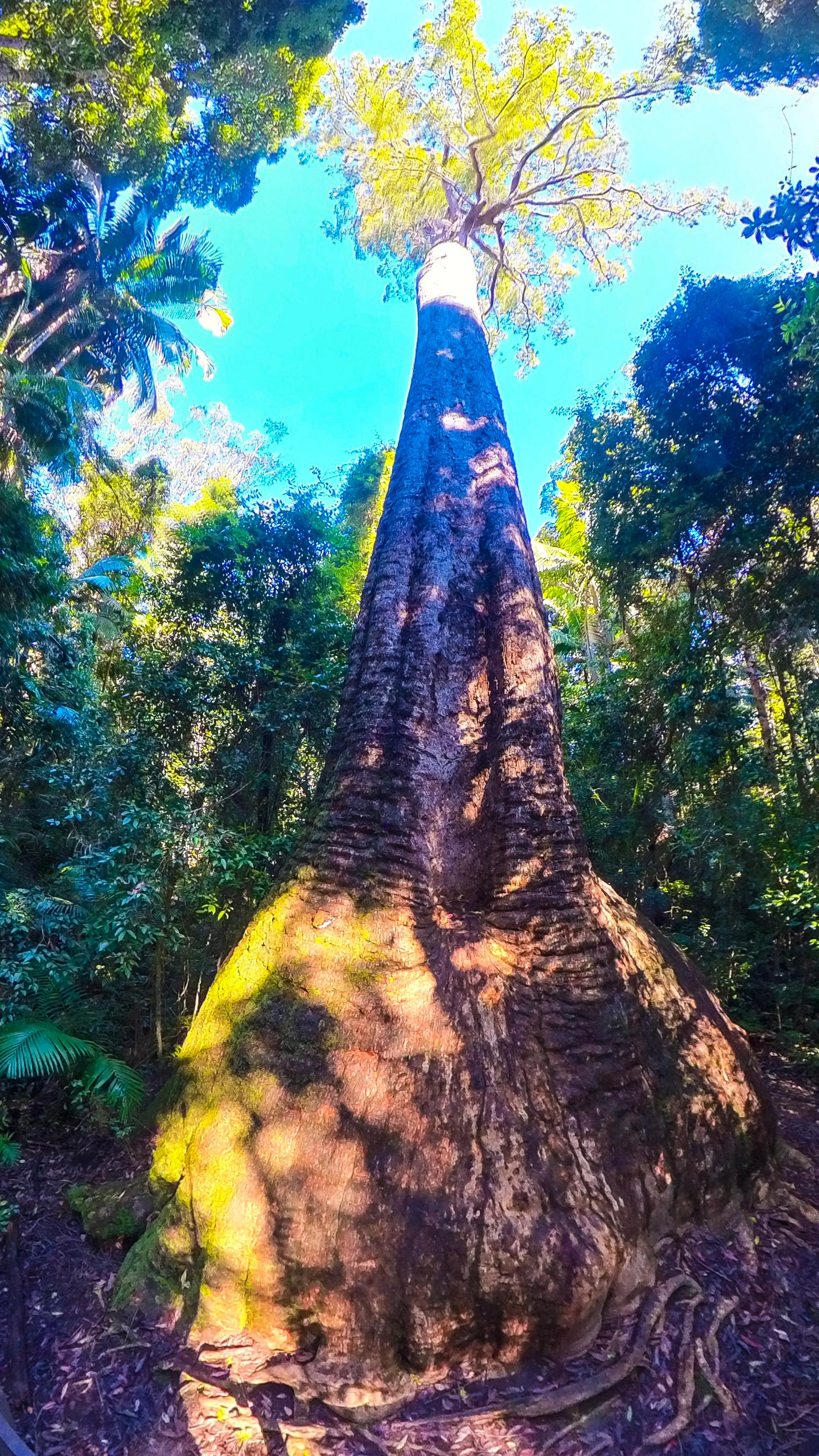 Old Bottlebutt Tree in Burrawan State Forest, Port Macquarie