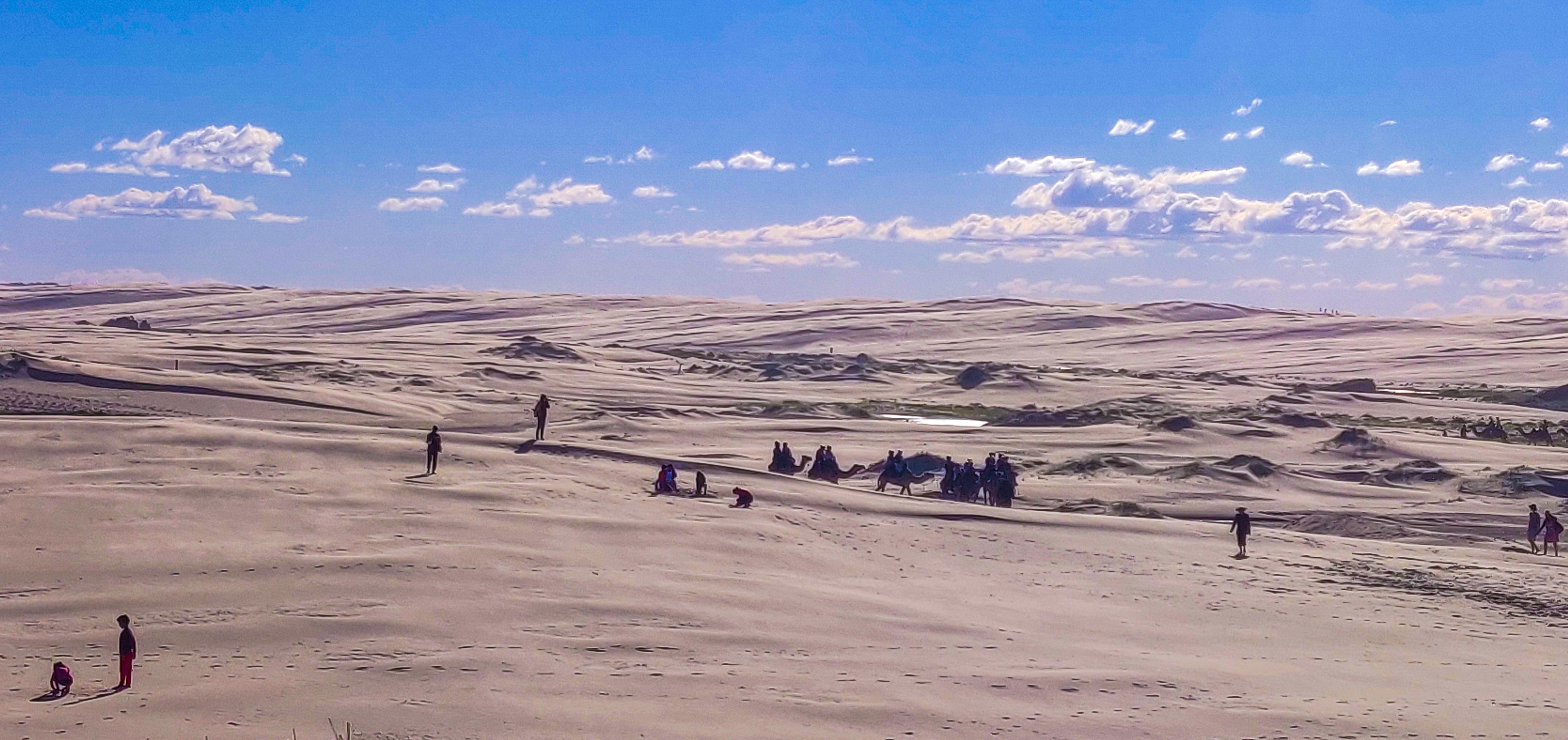 Oakfield Ranch Camel Rides