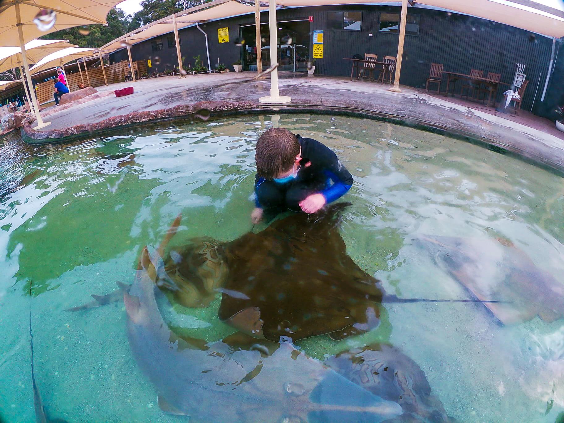 Irukandji Shark & Ray Encounters