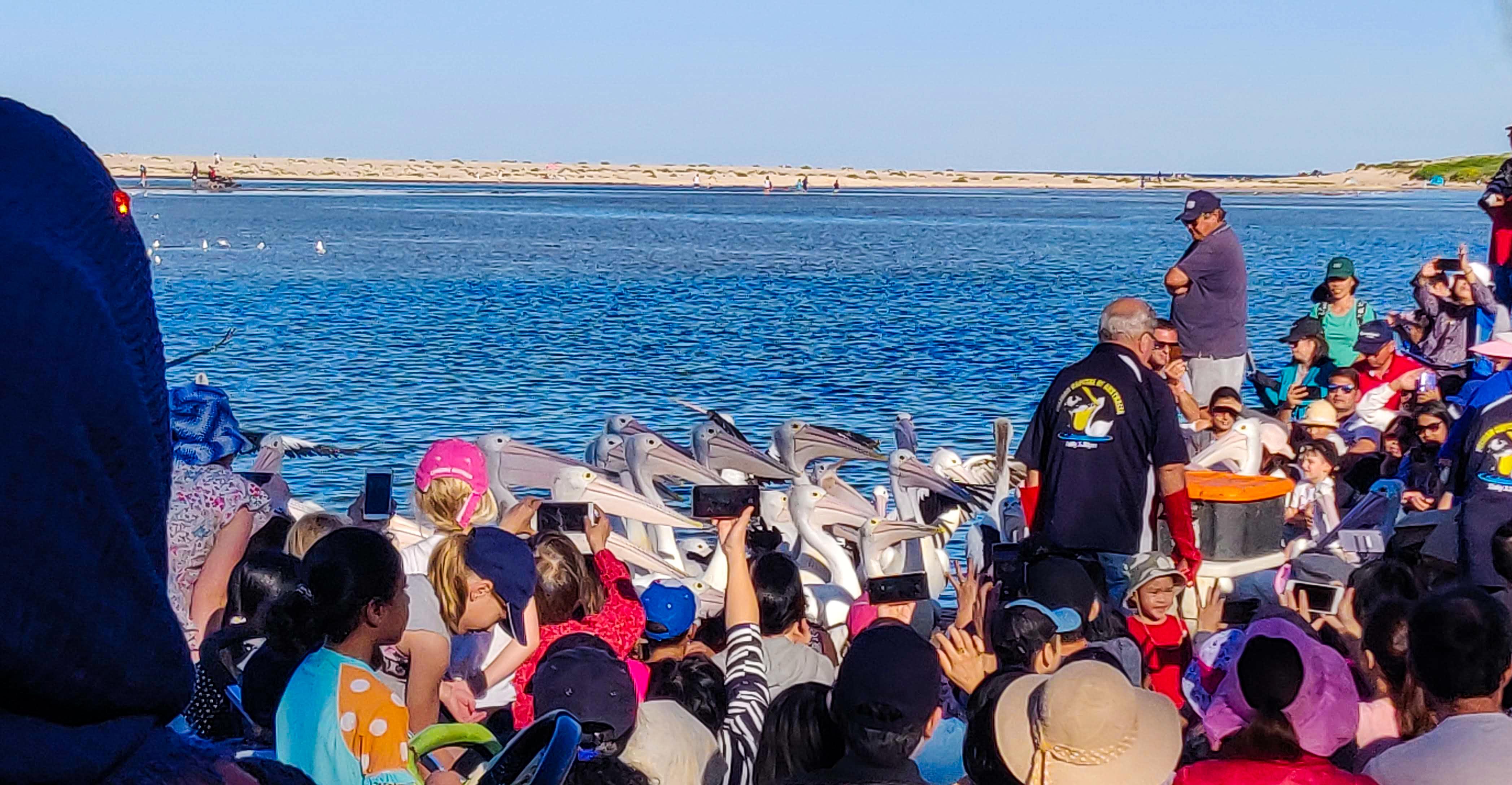 Just before the pelican feeding show at The Entrance