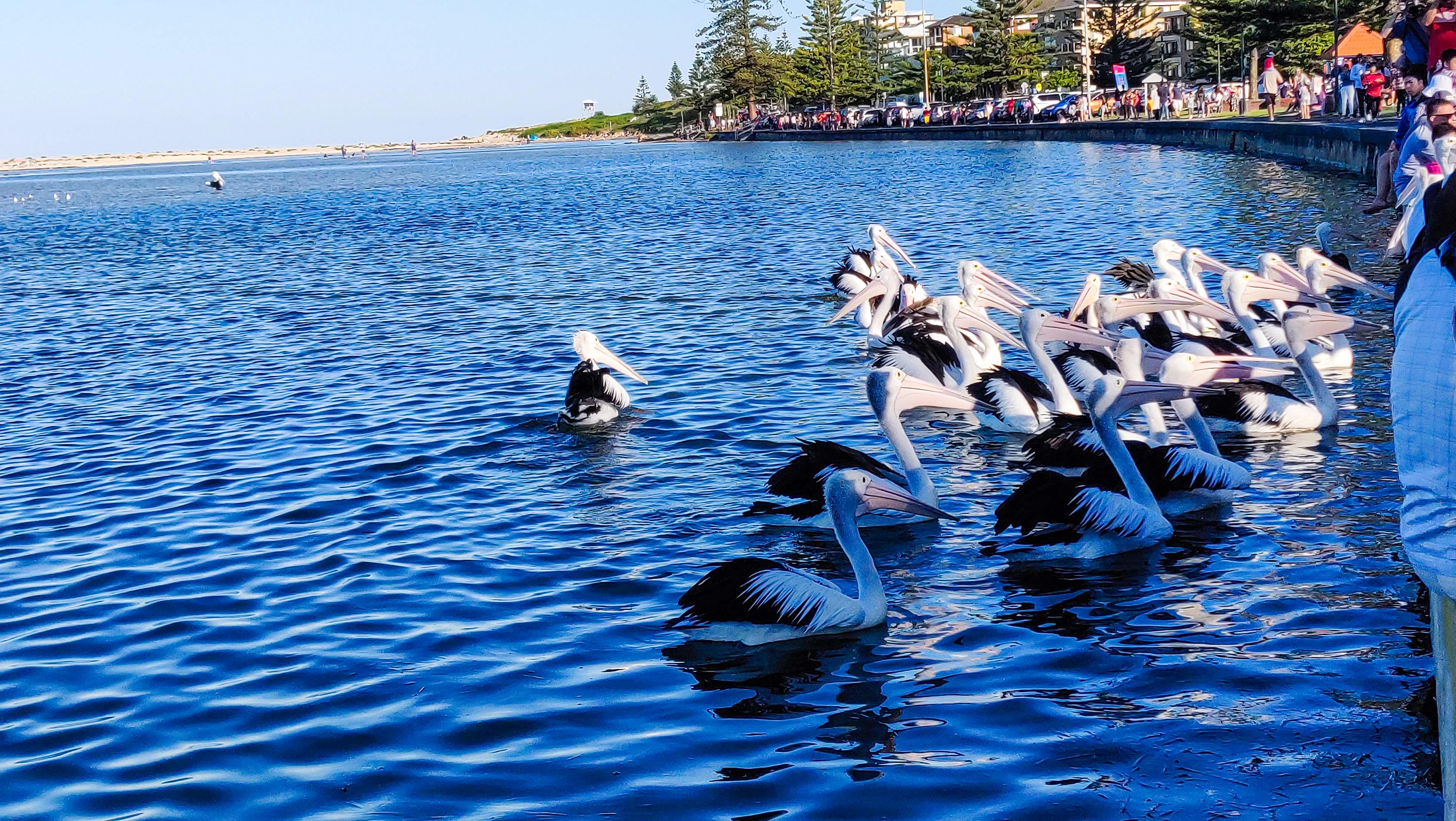 Pelican Feeding at the Entrance