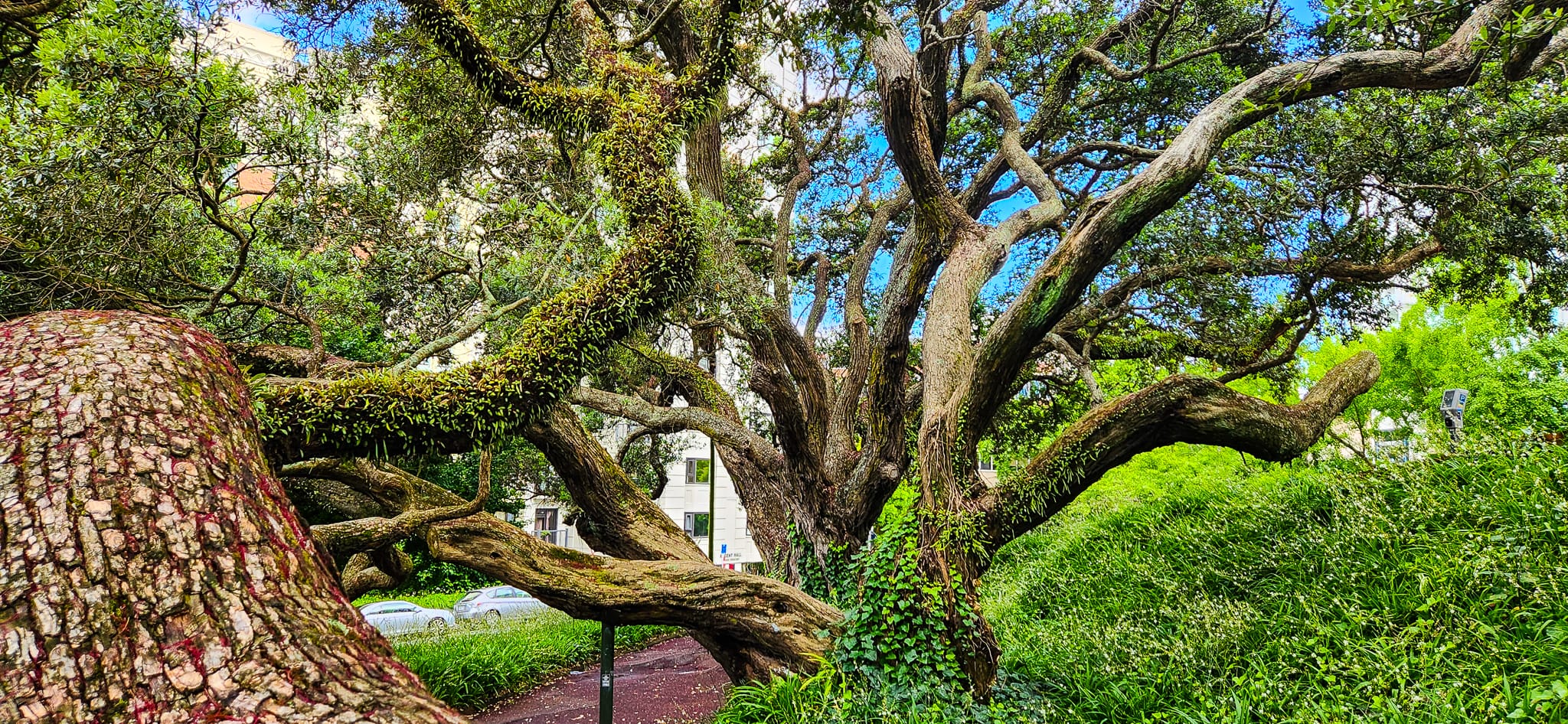 Emily Place Reserve
