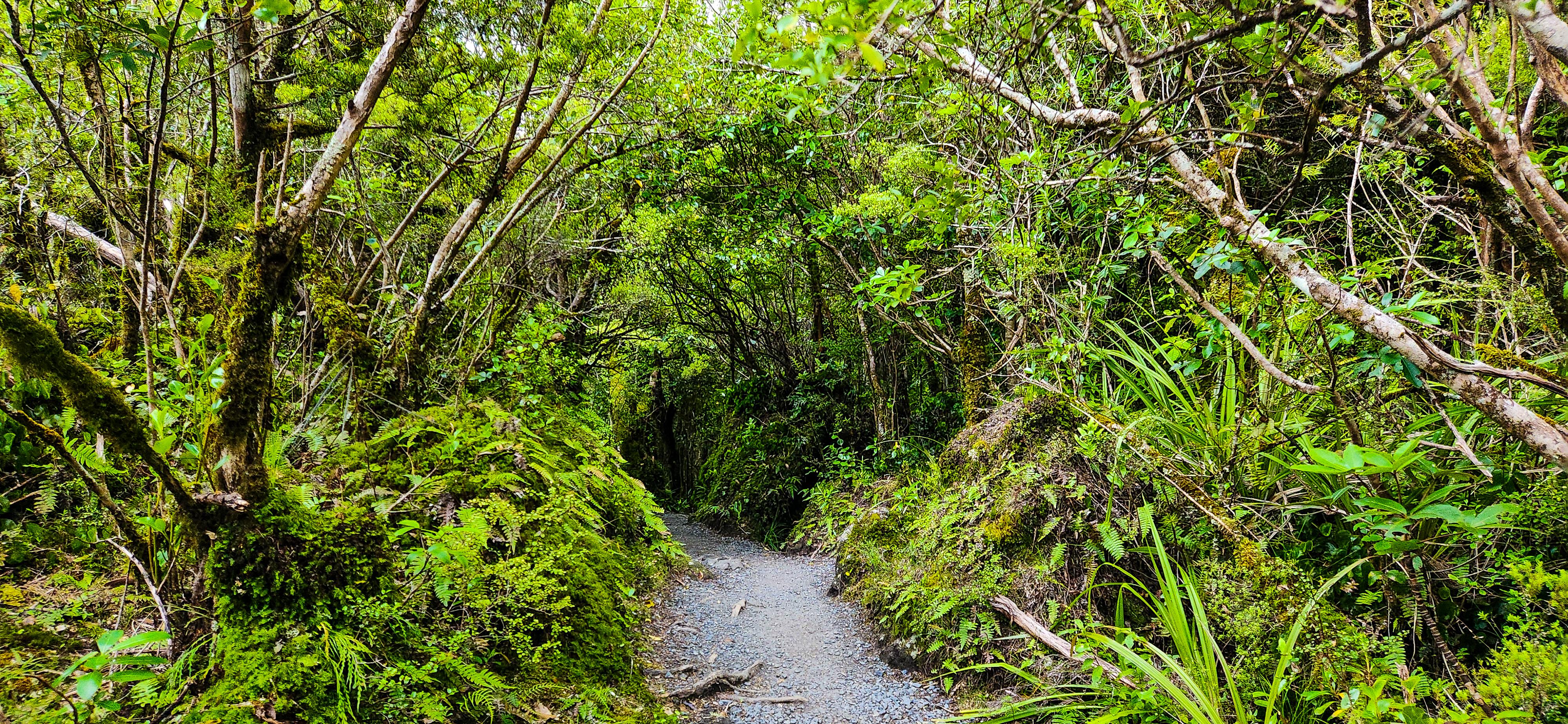 Ketetahi Hut to Ketetahi Car Park