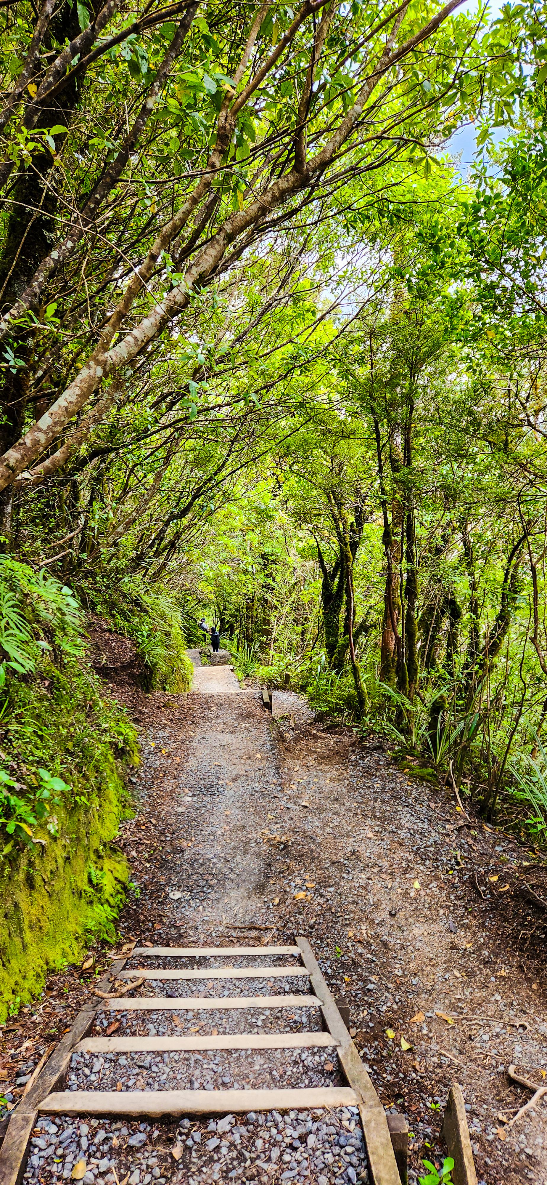 Lush Rainforest along Tongariro Alpine Crossing