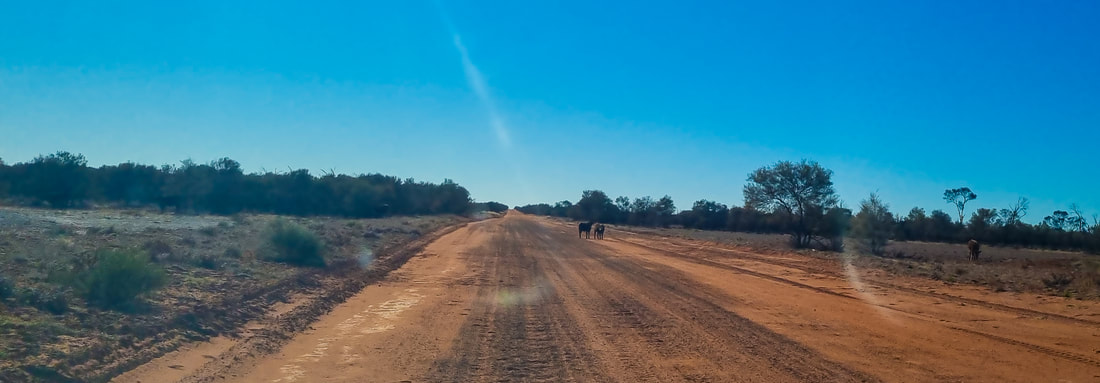 Unfenced cattle along Finke Road