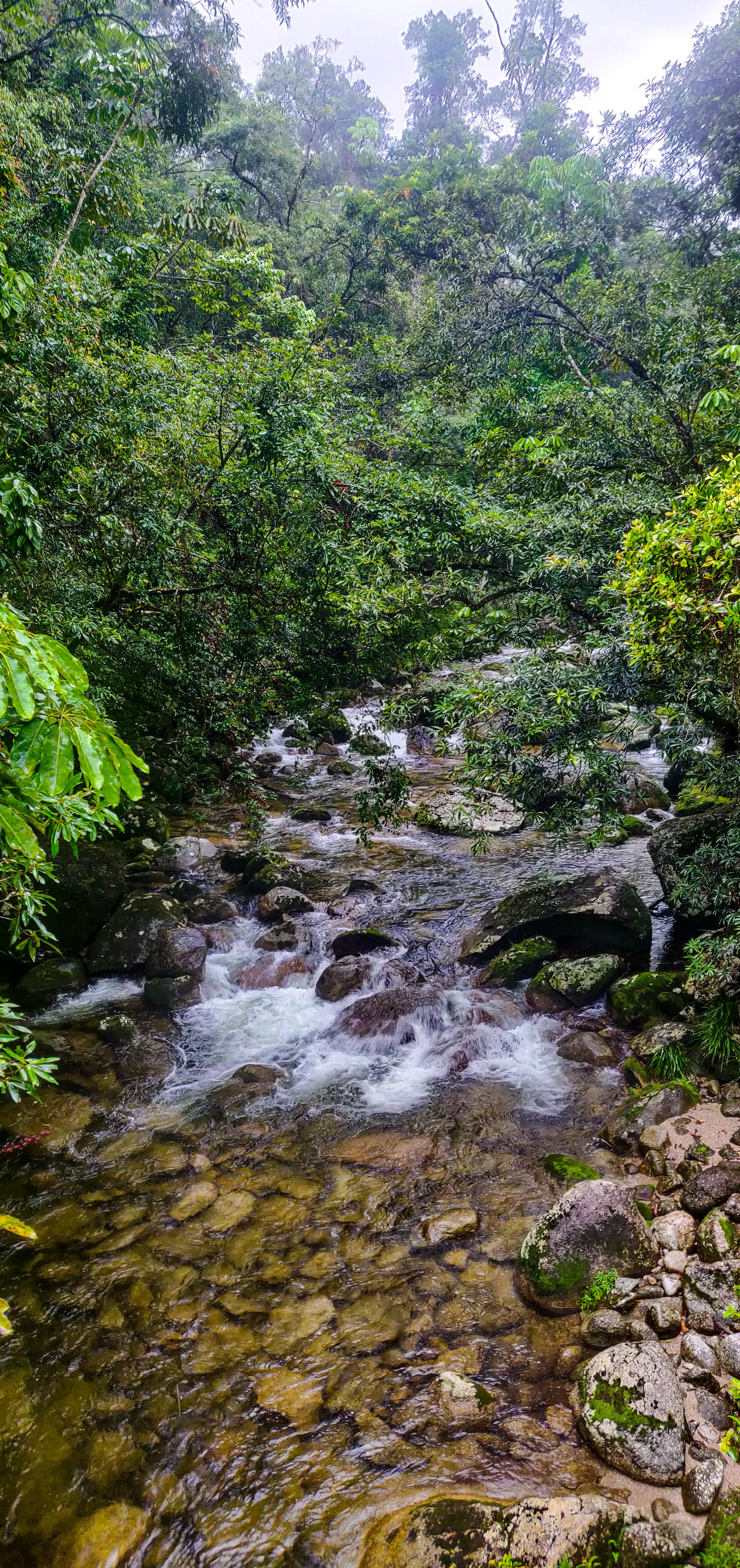 Mossman Gorge