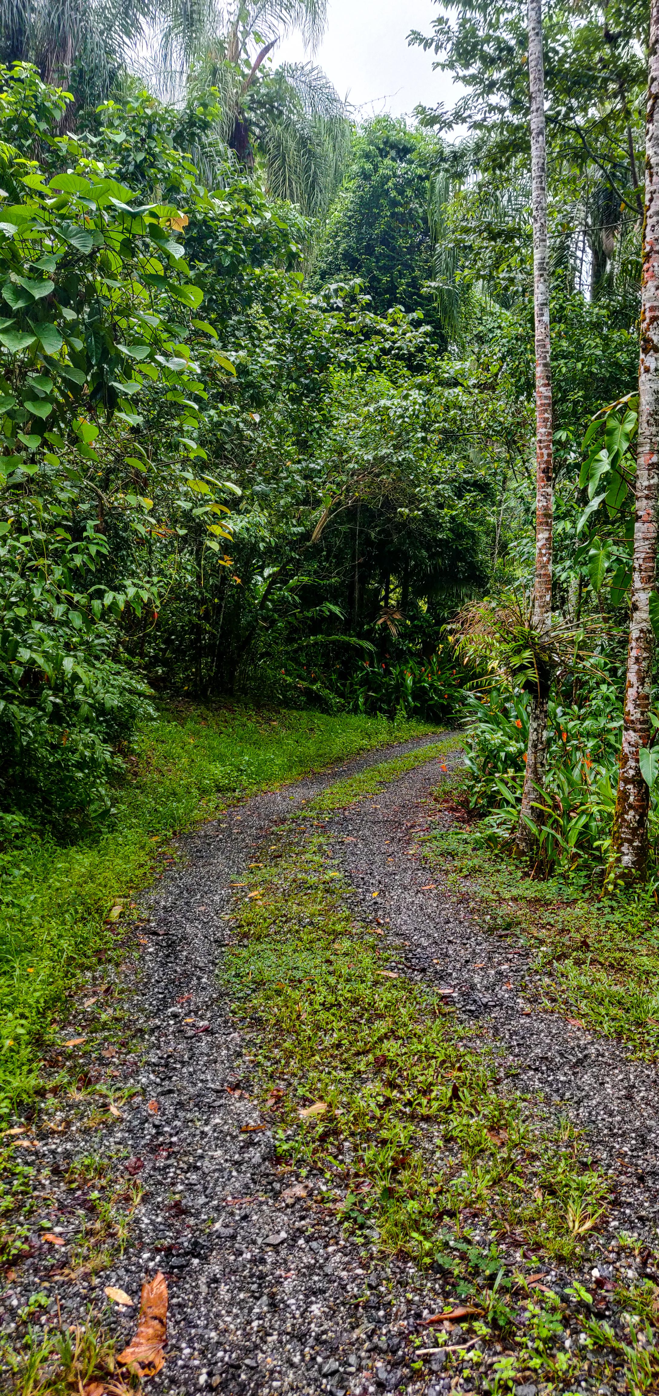 Mossman Gorge