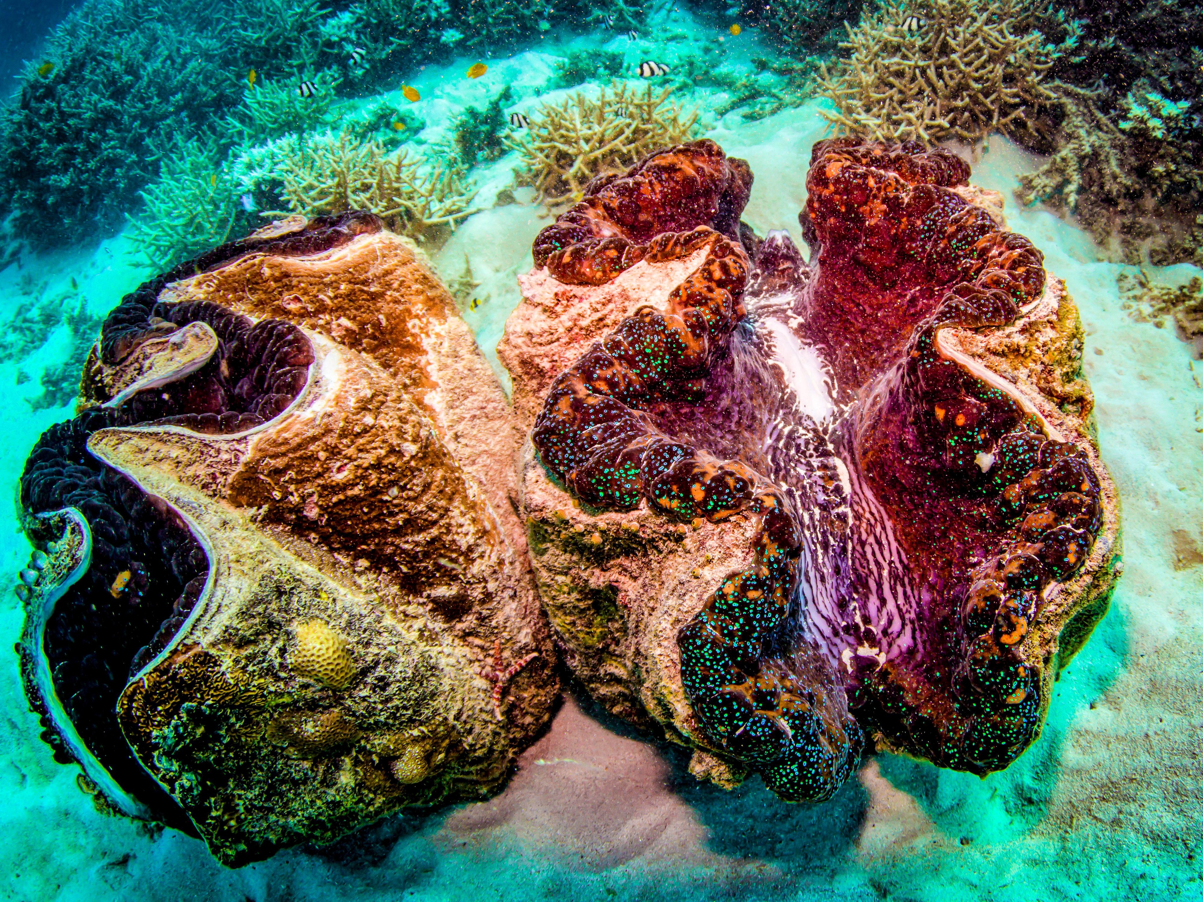 Great Barrier Reef