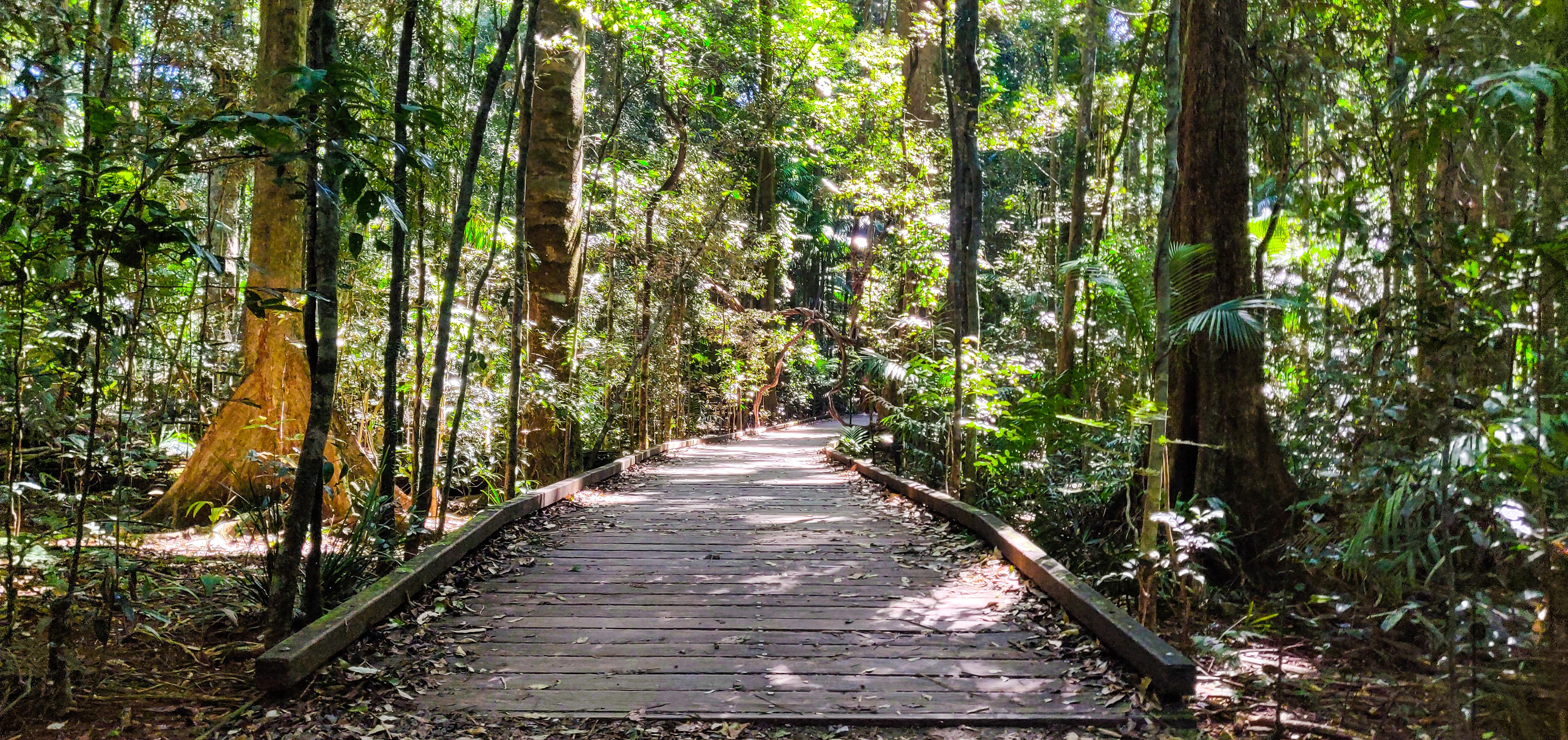 Mary Cairncross Scenic Reserve Rainforest Walk