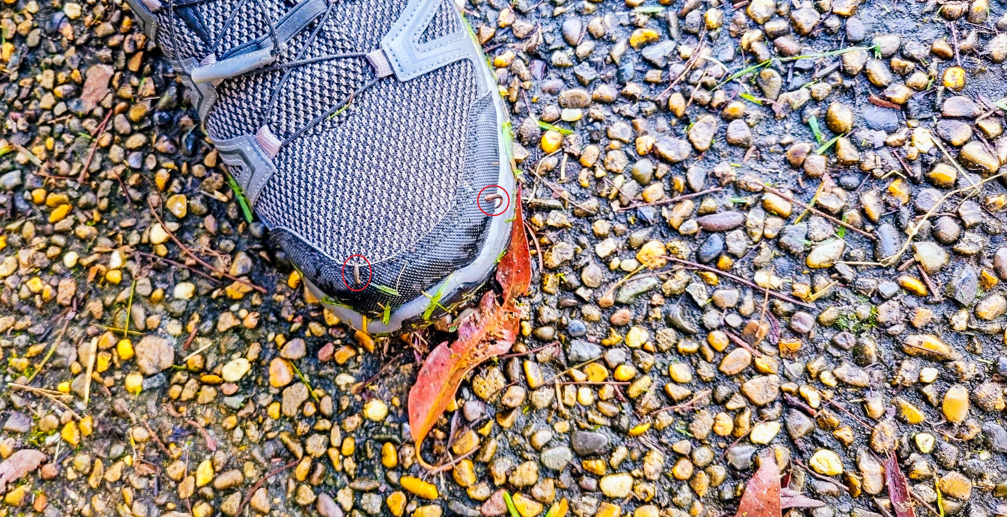 Leeches in Blue Gum Walking Trail
