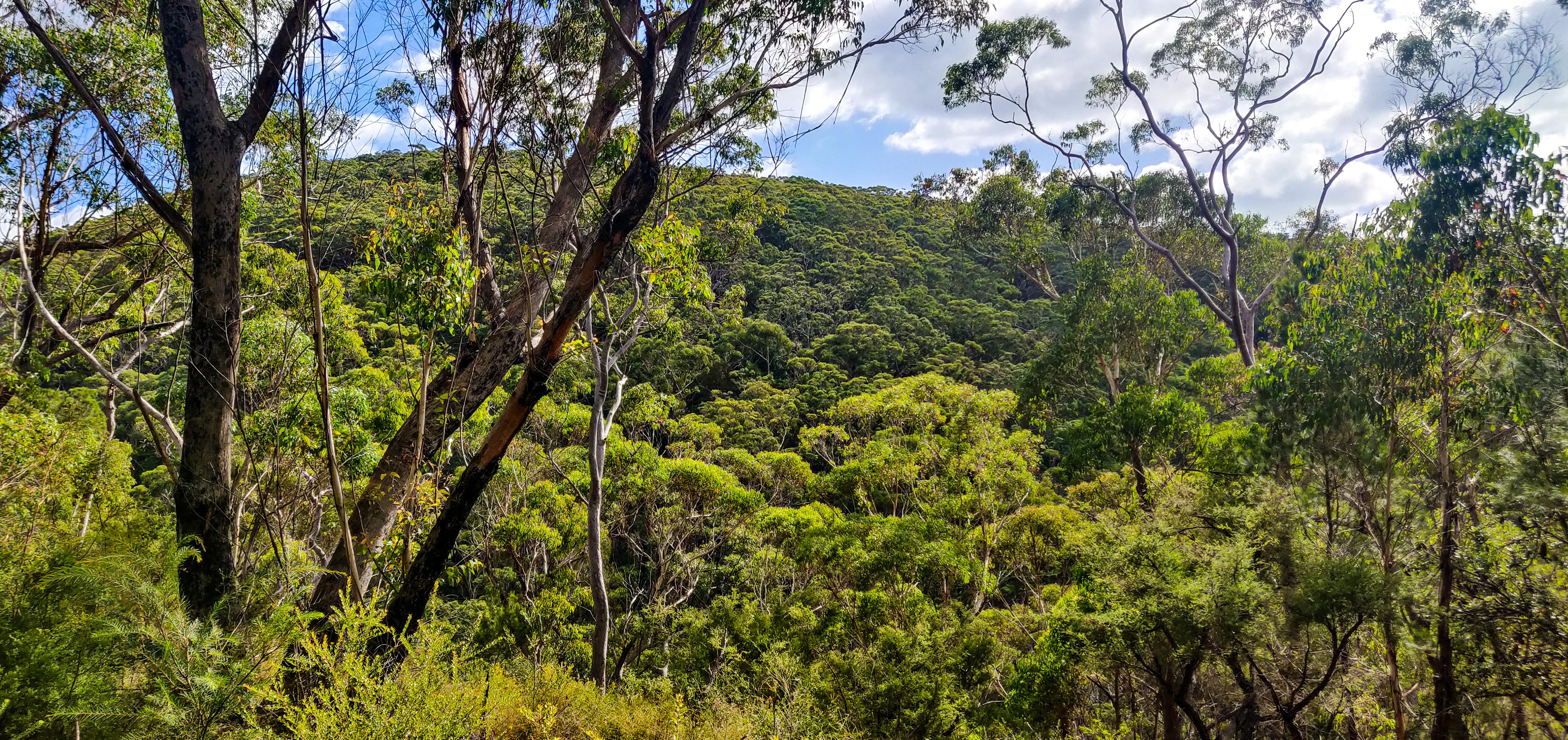 High Ridge in Blue Gum Walk