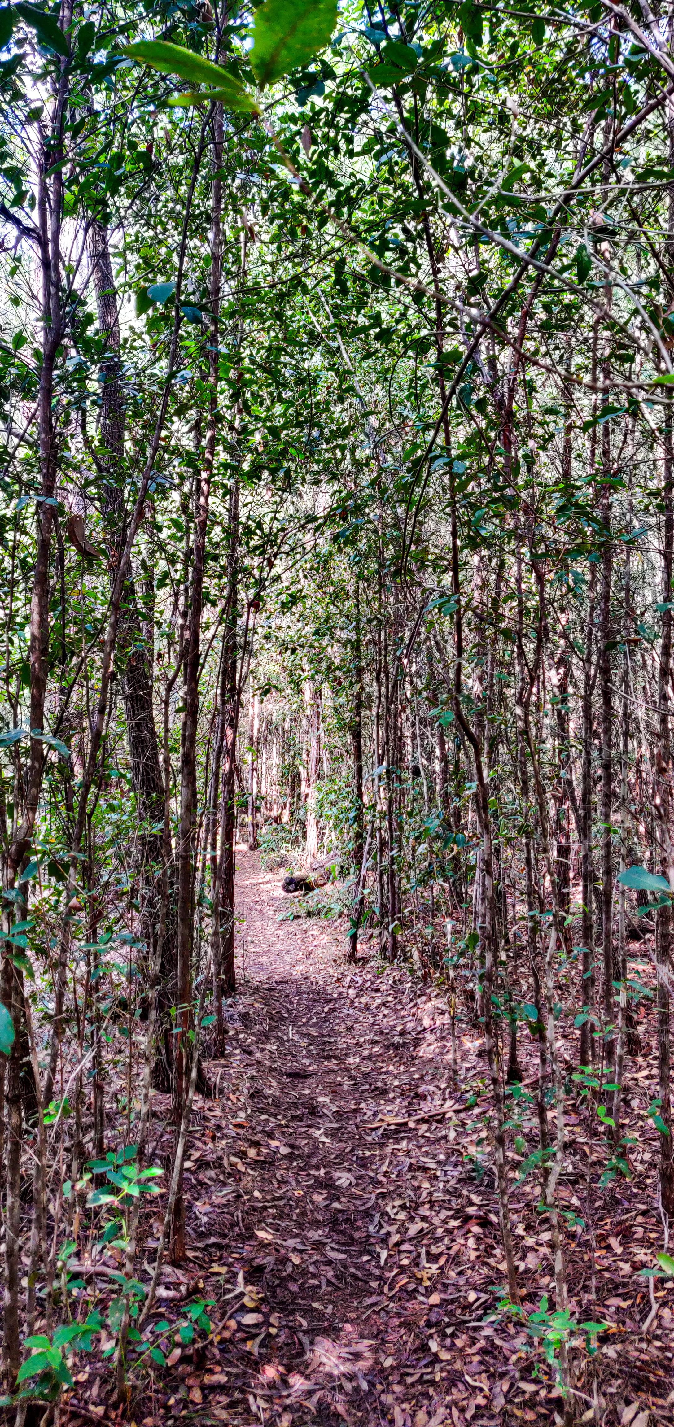 Change in vegetation in Blue Gum Walk