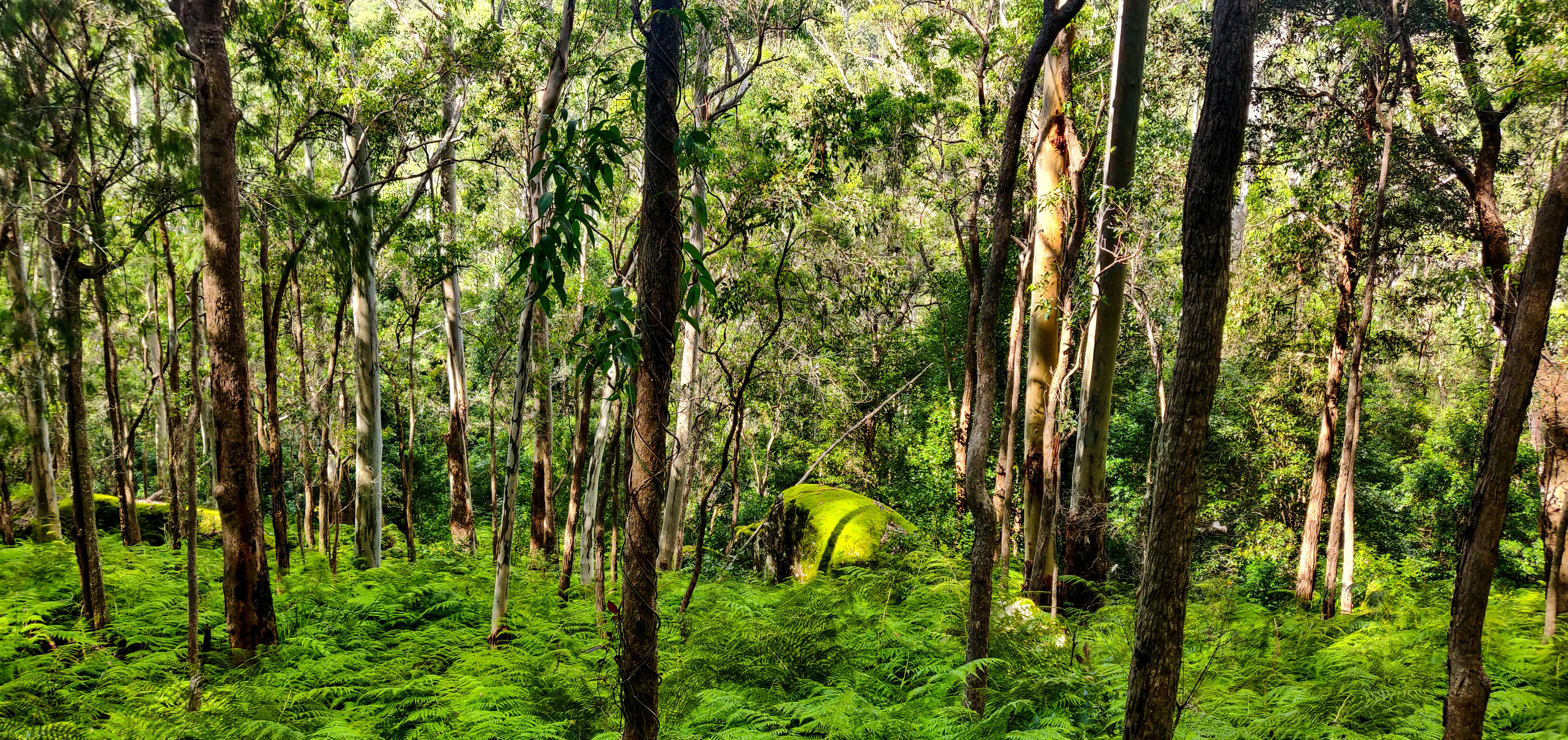 Change in vegetation in Blue Gum Walk