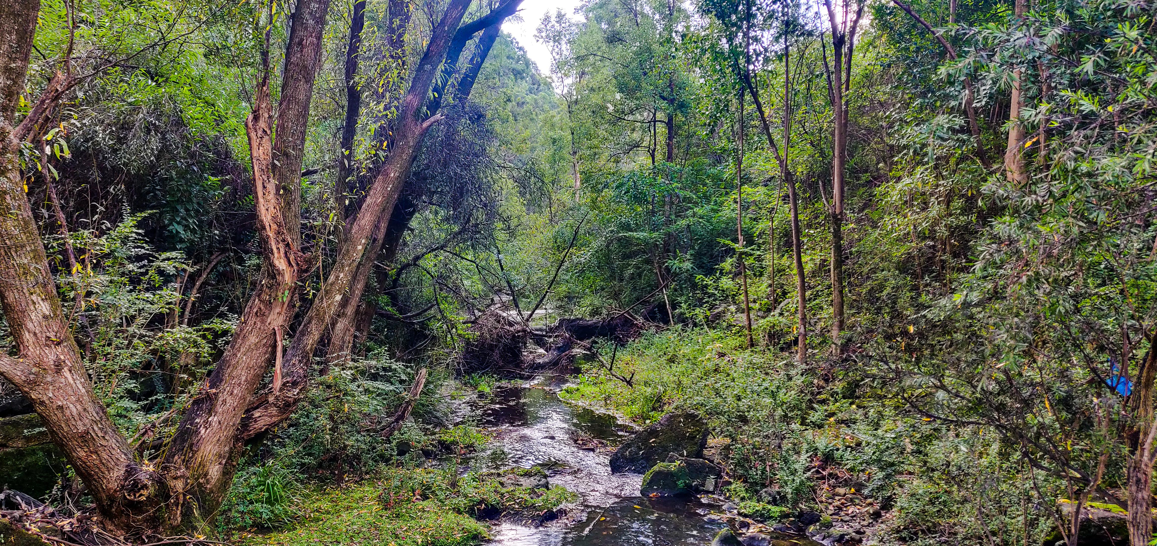 Waitara Creek Crossing in Blue Gum Walk