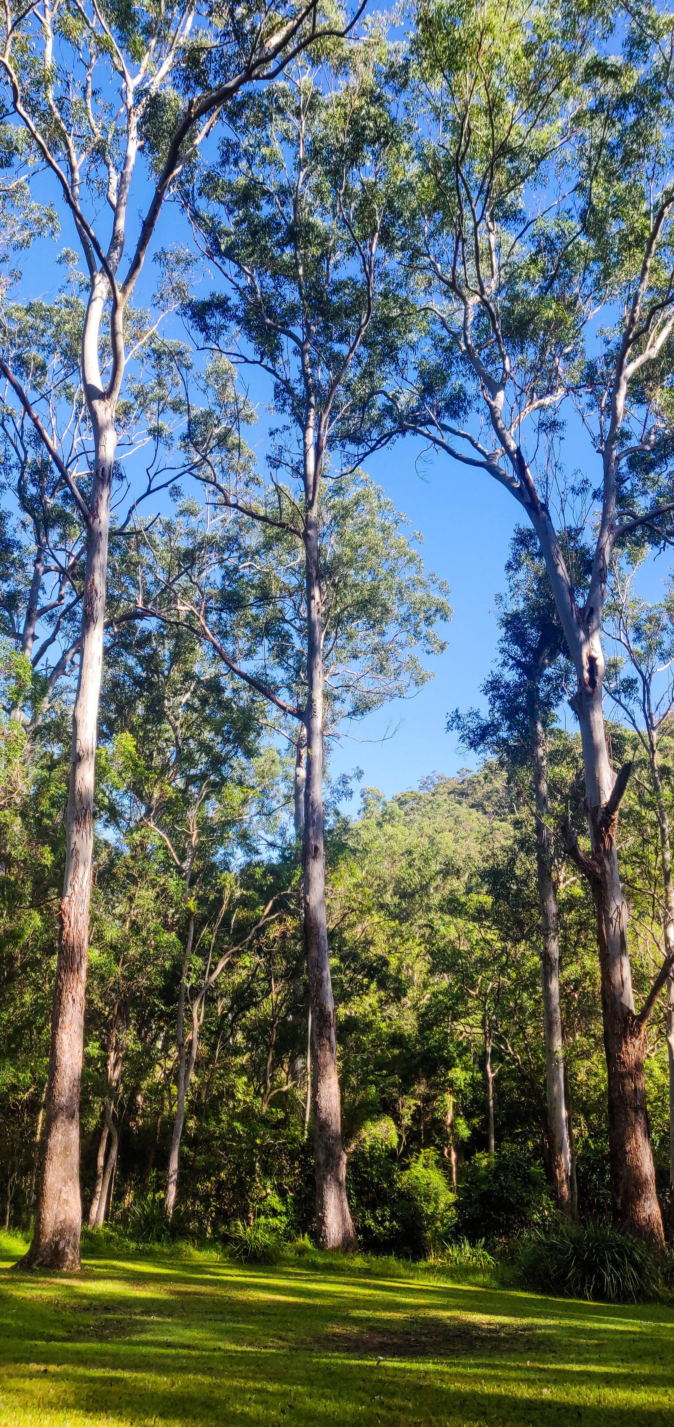 Sydney Blue Gums