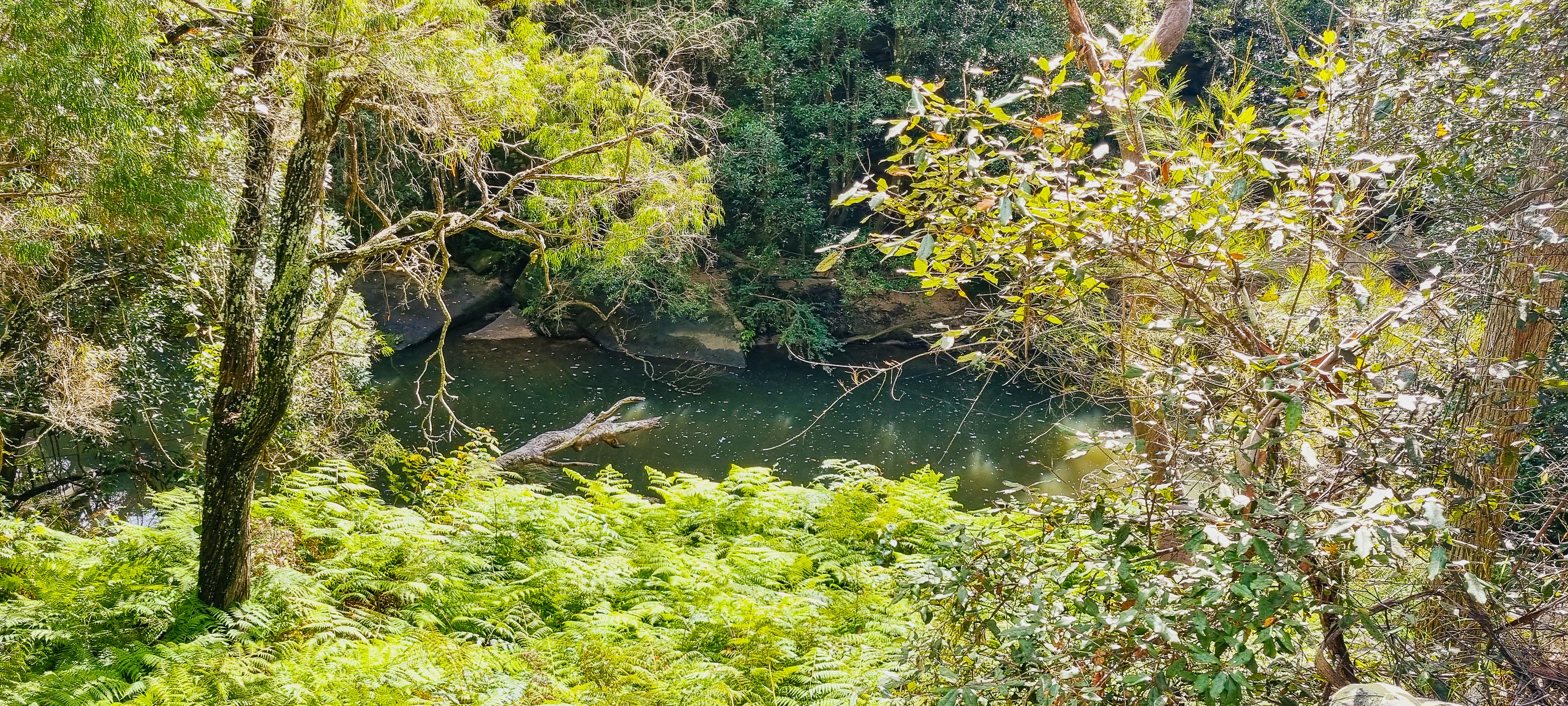 Fishponds in Blue Gum Walk
