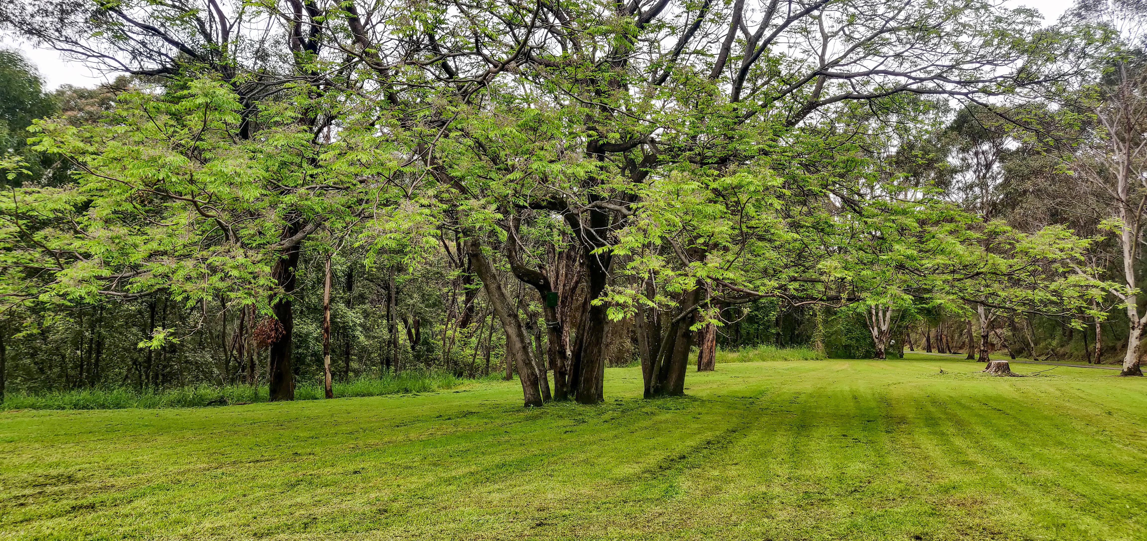 Lush Greenery on the way to Knapsack Bridge