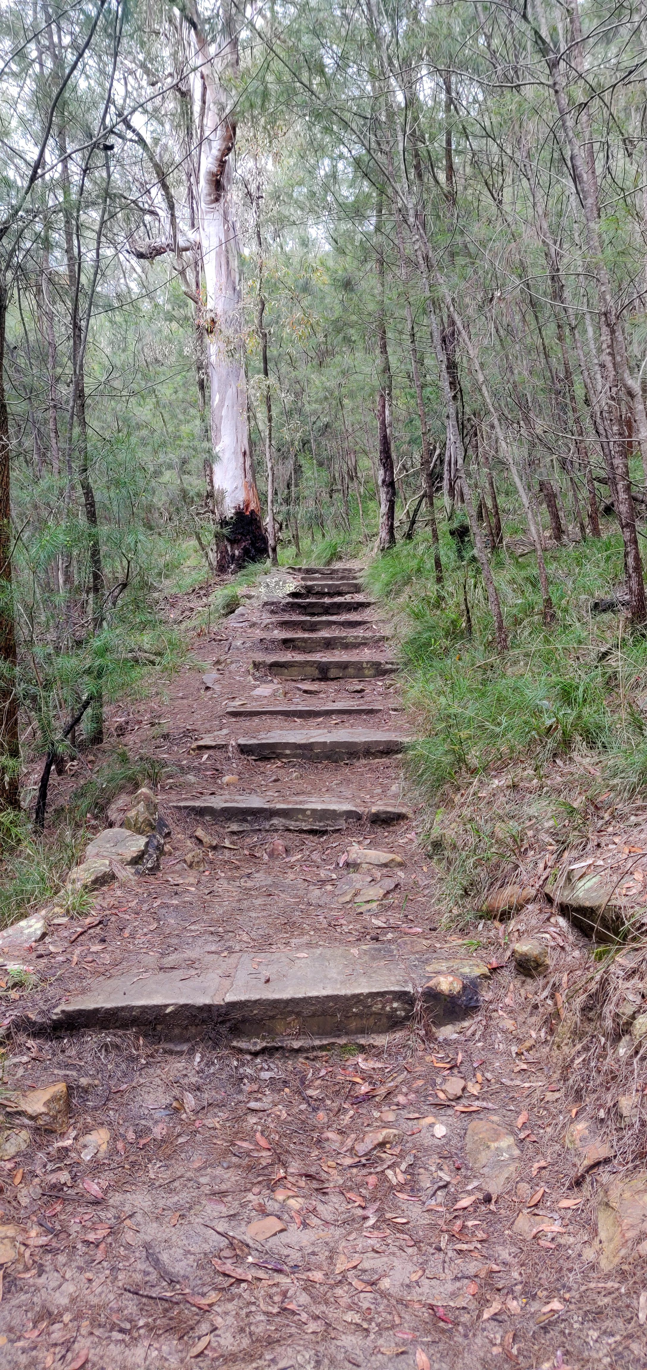 Stairs continuing to the zig zag walking track