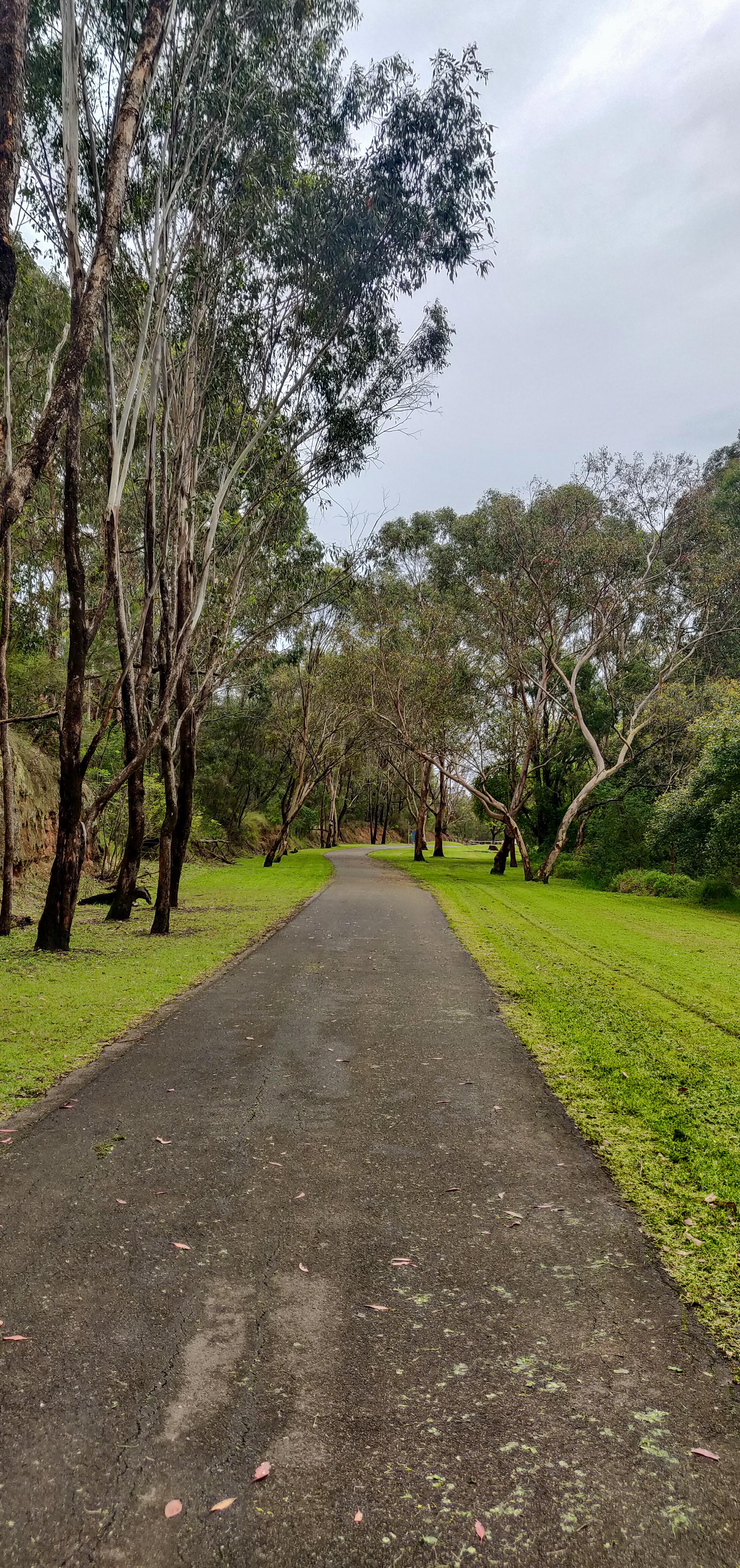 Lush Greenery on the way to Knapsack Bridge