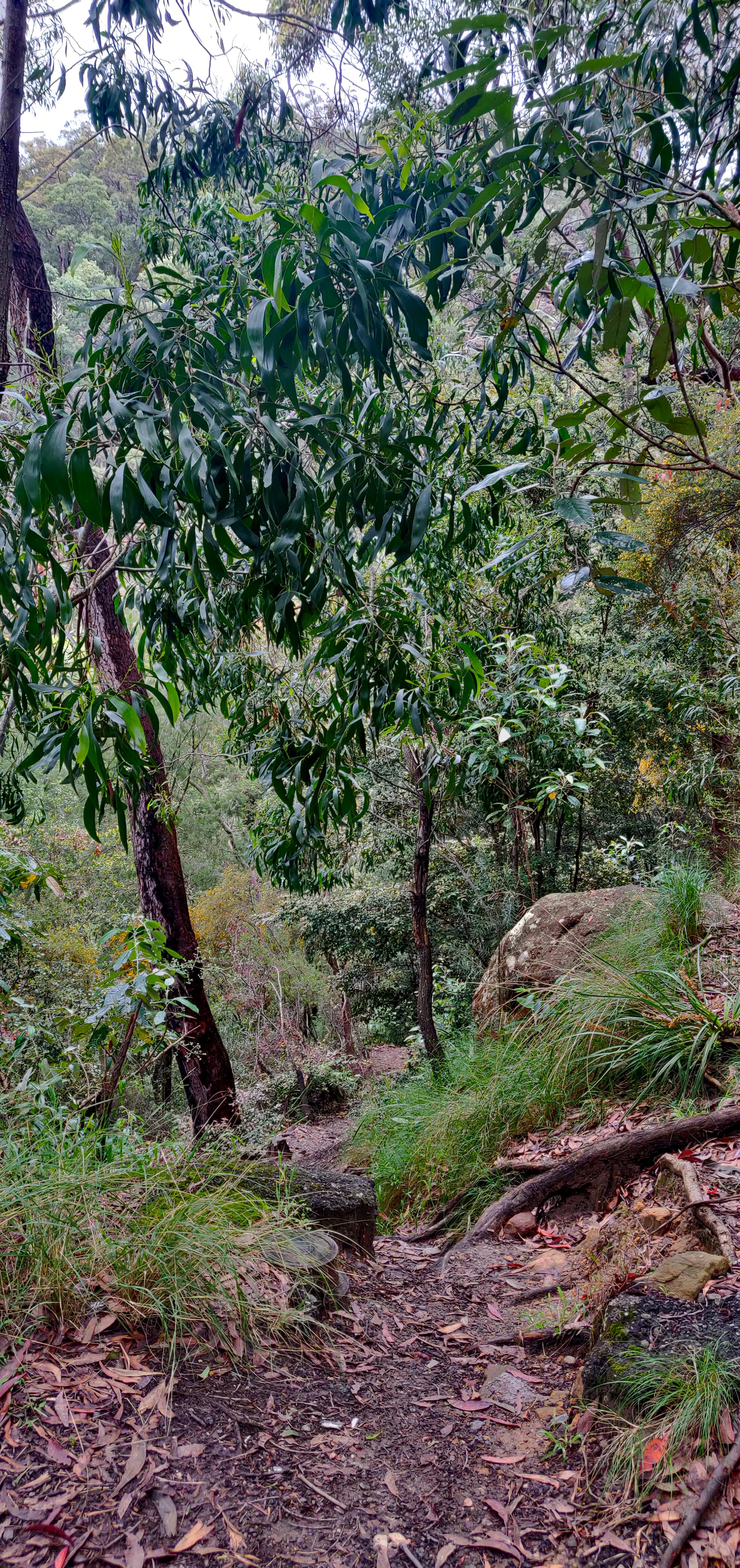 Trail by the side of the Knapsack Bridge