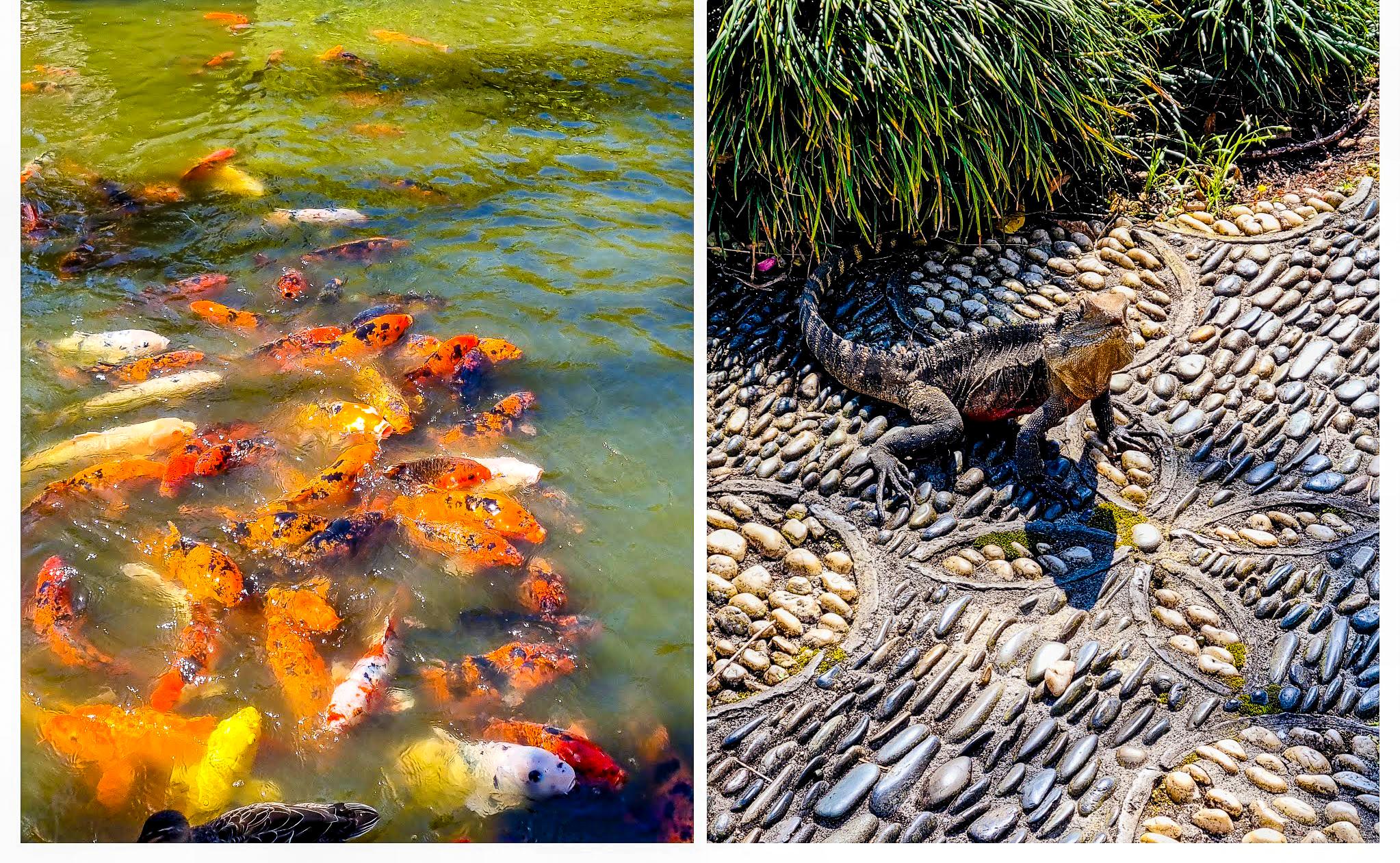 Chinese Garden of Friendship Koi and Dragon