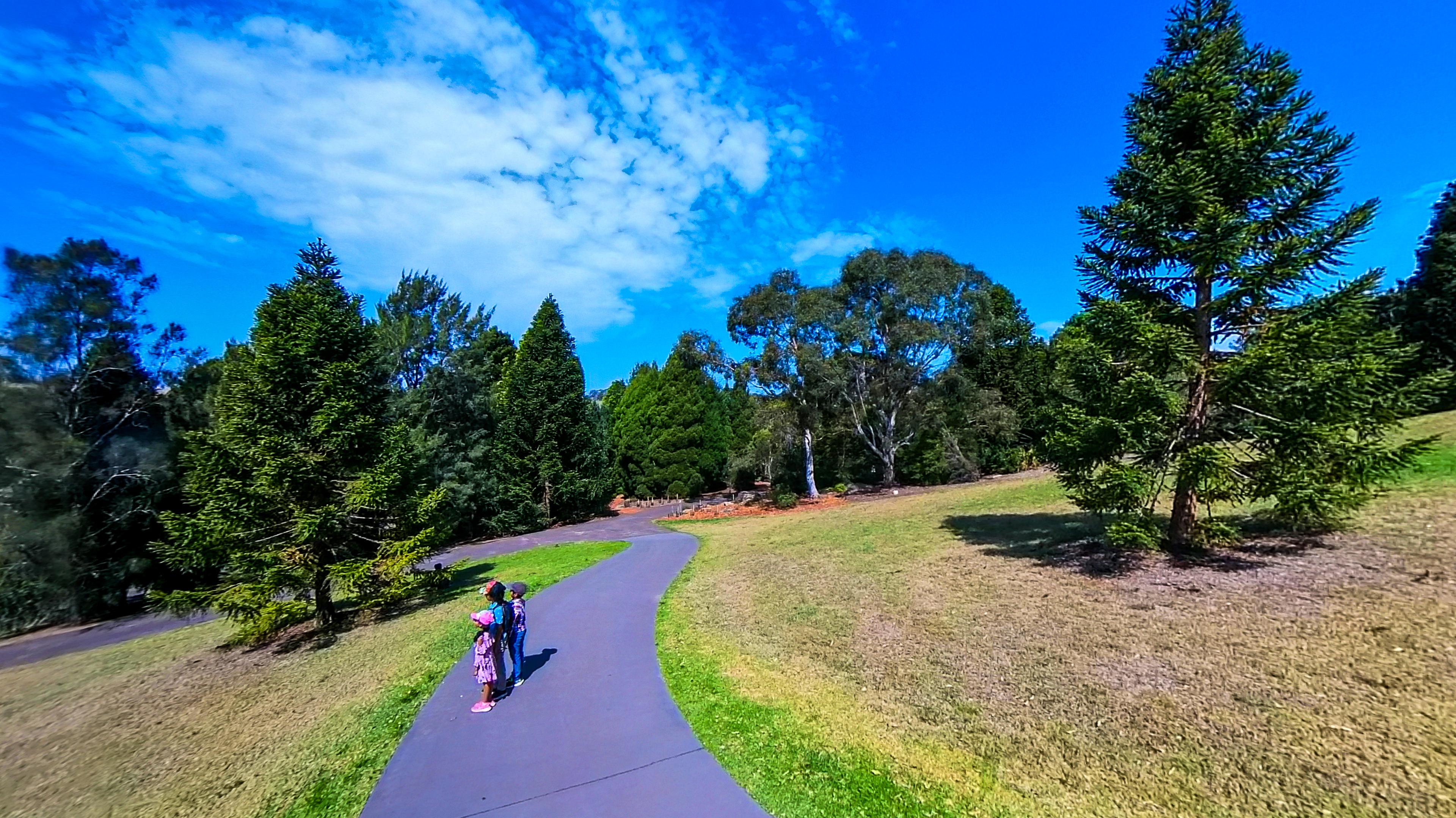 Australian Conifer in Mount Annan Botanic Garden