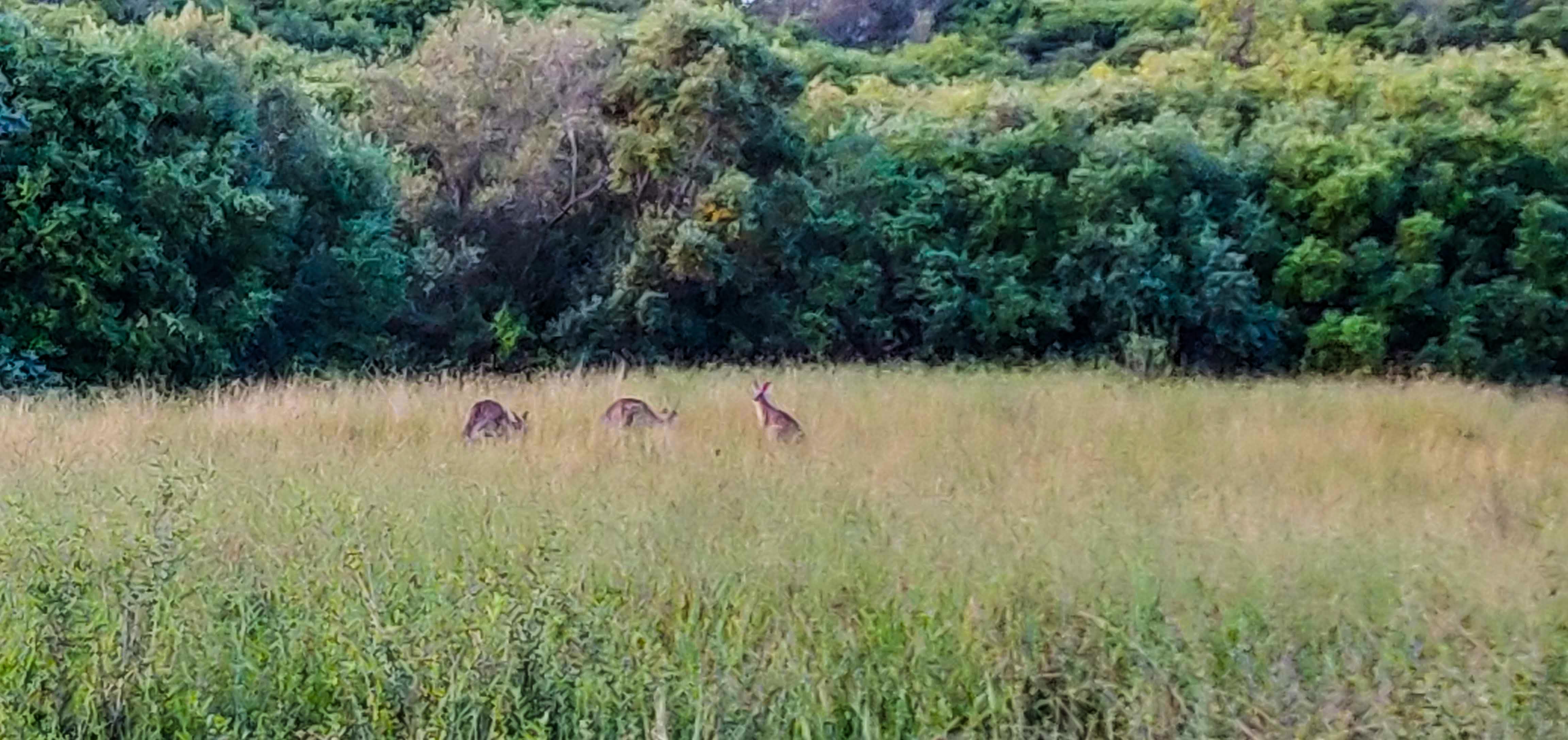 Kangaroos Grazing in Mount Annan Botanic Gardens