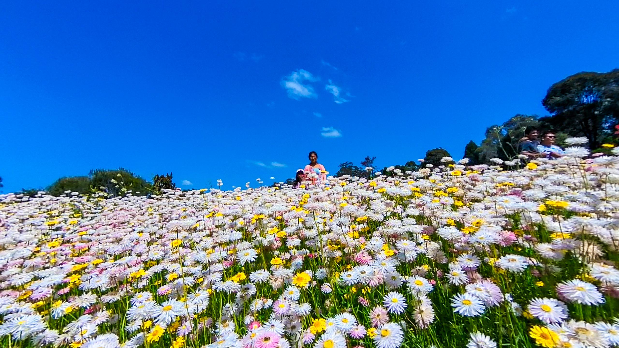 Paper Daisies Display in Mount Annan Botanic Garden