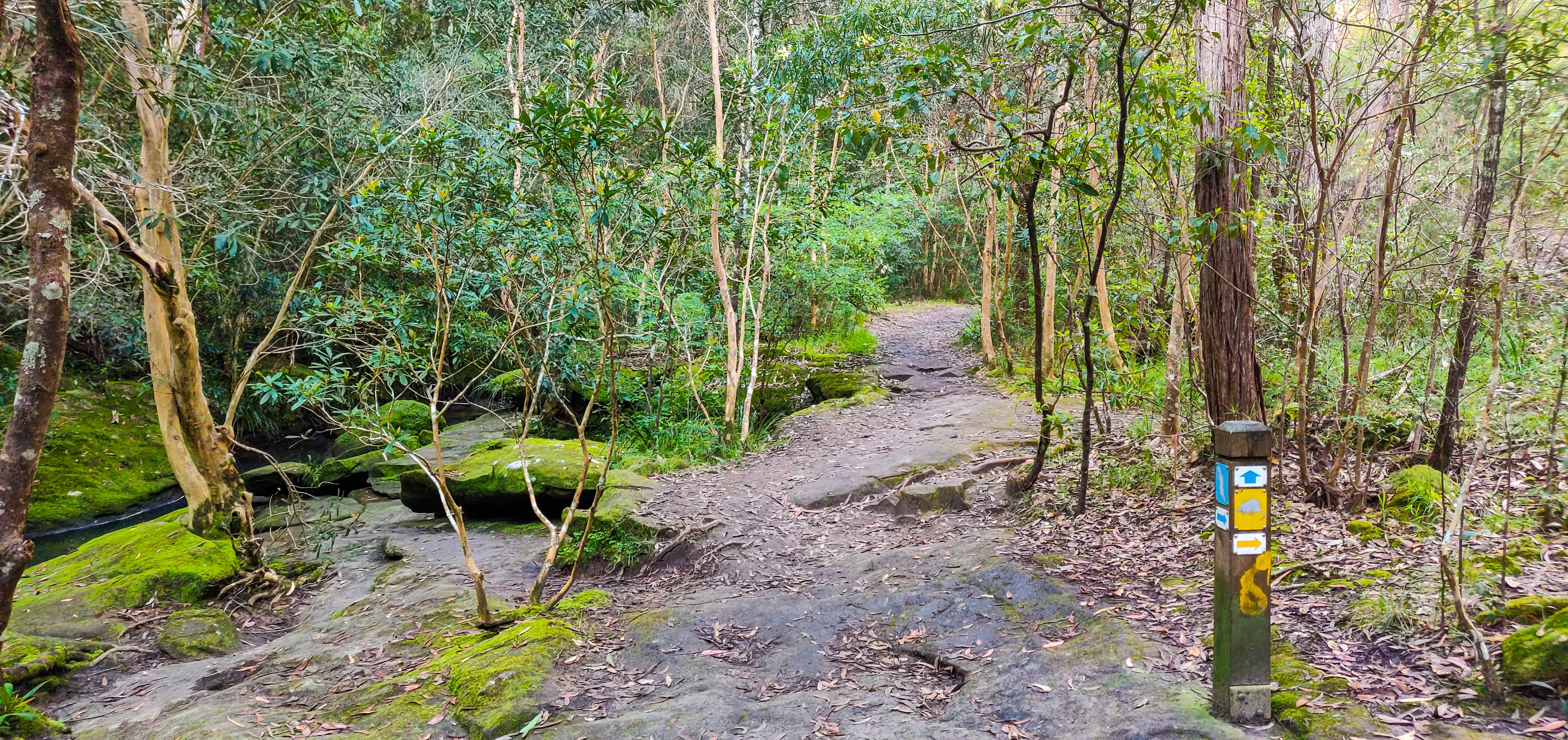 Burraga Track and Platypus Track Intersection